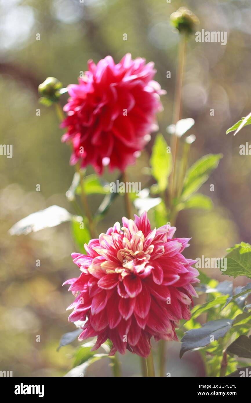 Pink dahlias in the autumn garden, close-up Stock Photo