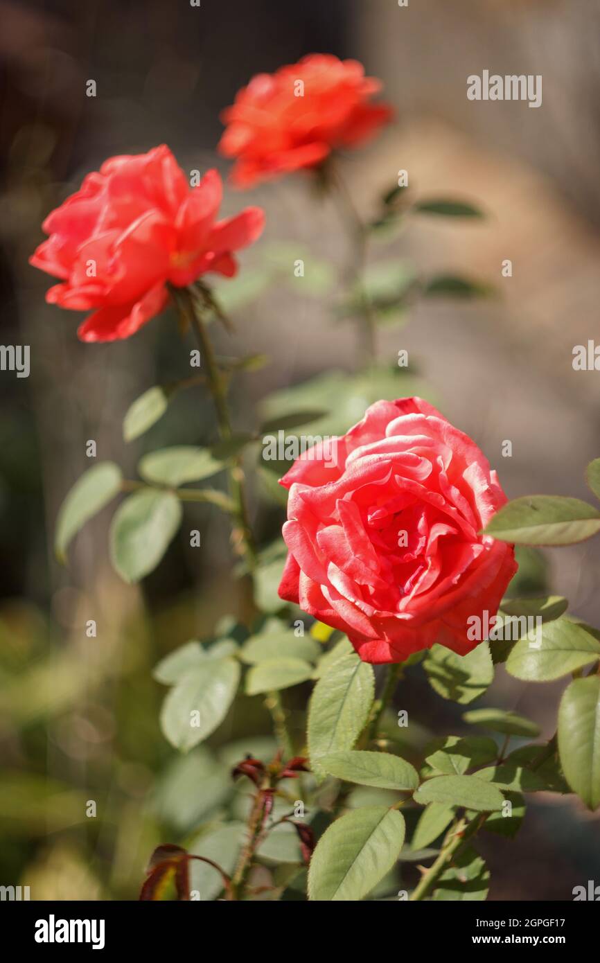 Pink roses is blooming in the autumn garden Stock Photo