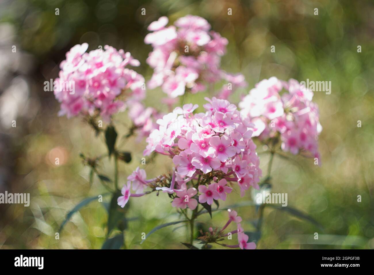 Garden Phloxes is blooming in autumn Stock Photo