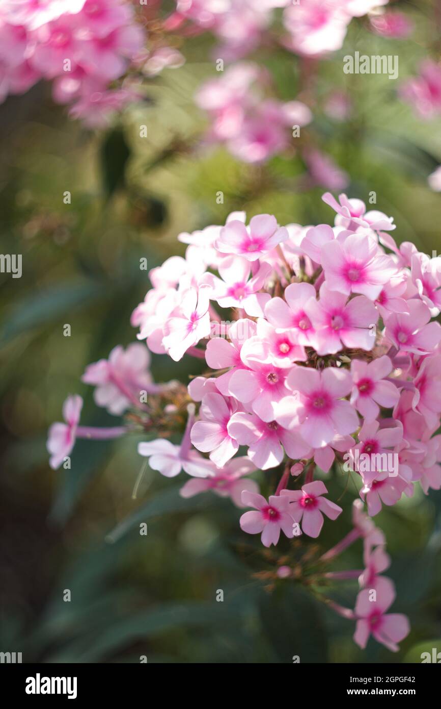 Garden Phloxes is blooming in autumn Stock Photo