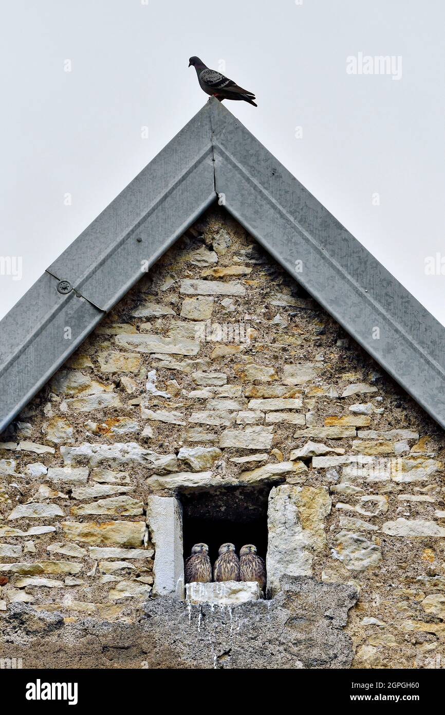 France, Doubs, wildlife, birds, Wildlife, Day raptor, Falcon, nest nestled in the skylight of a farm, chicks, pigeon perched on the roof Stock Photo