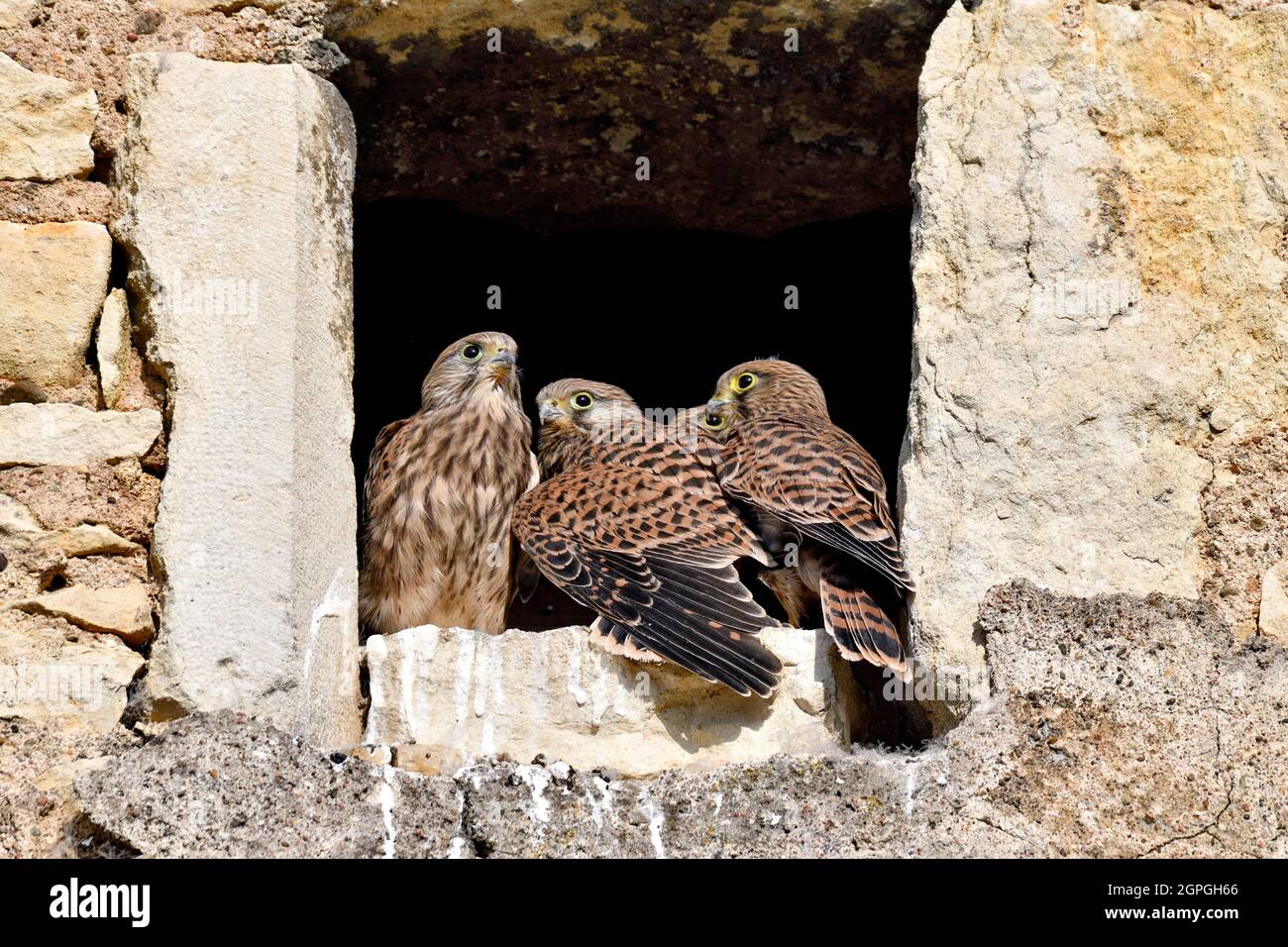France, Doubs, fauna, birds, wild animal, diurnal raptor, falcon, nested installed in the skylight of a farm, chicks Stock Photo