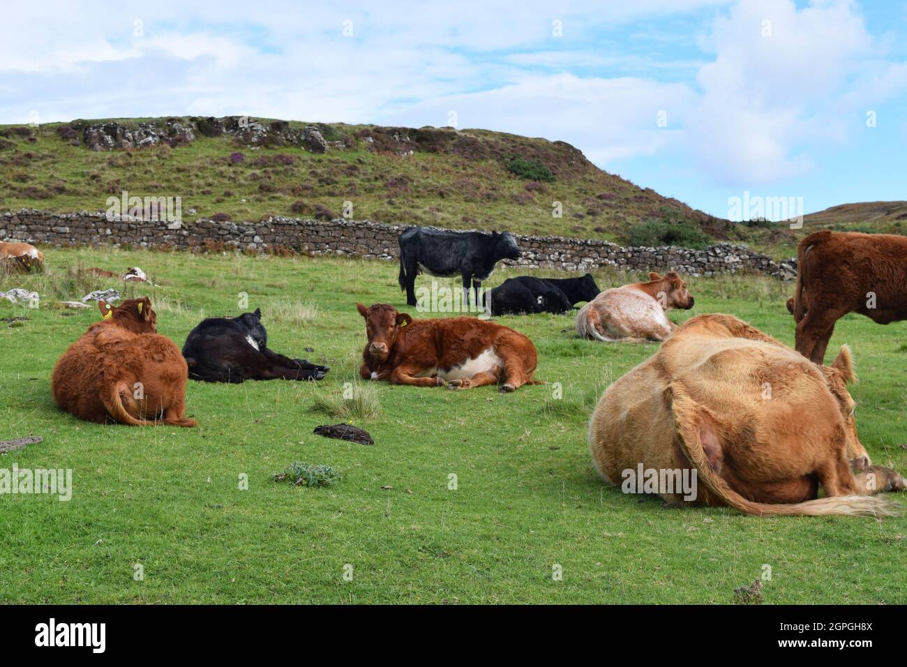 Herd of cows in Scottish landscape with blue sky and dry stone walls ...