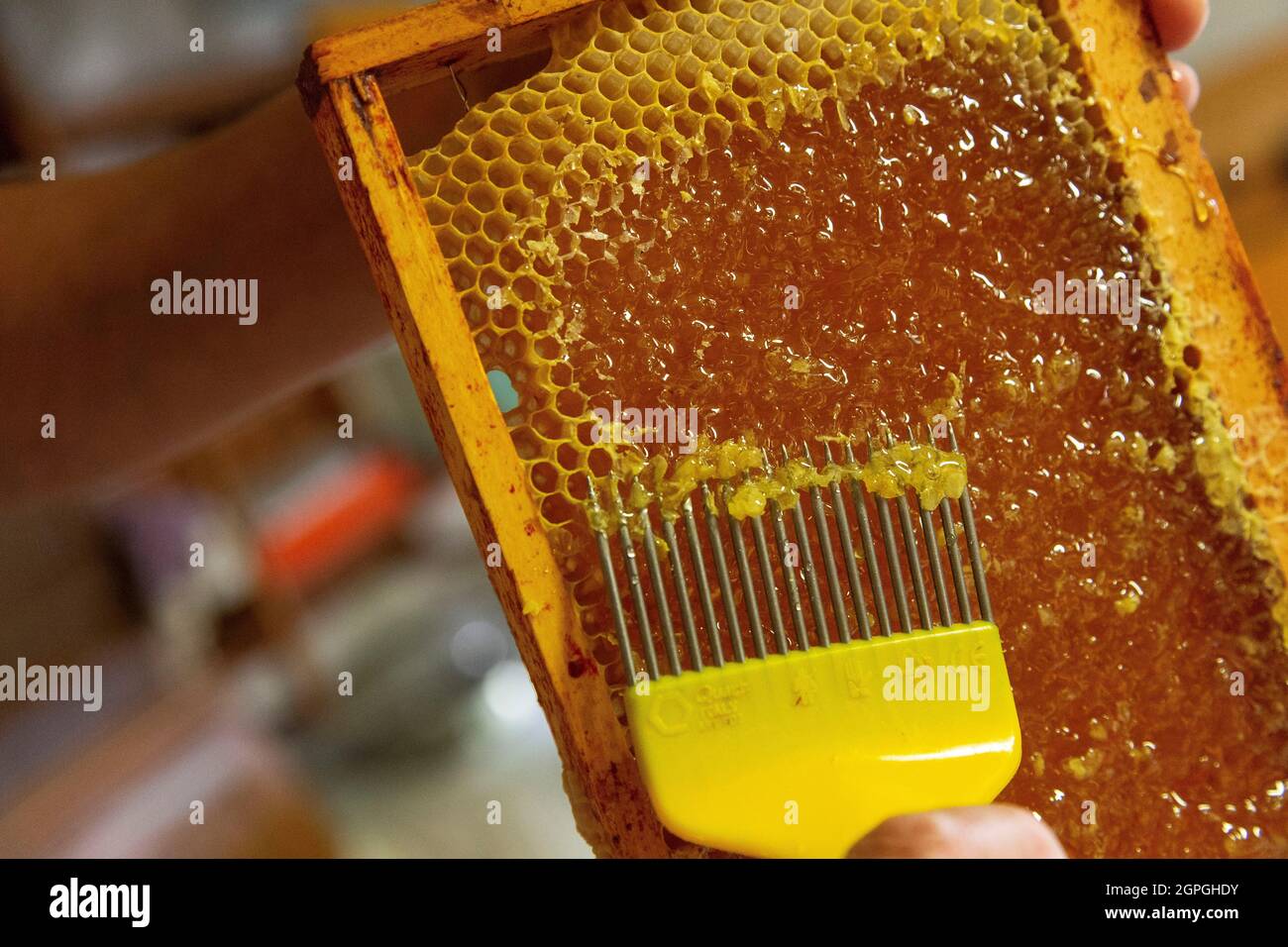 France, Isère, Belledonne massif, Prabert, Dorothée Querin (les Jardins de Prabert) takes care of her black bees, harvesting honey, extracting it, uncapping with a harrow Stock Photo