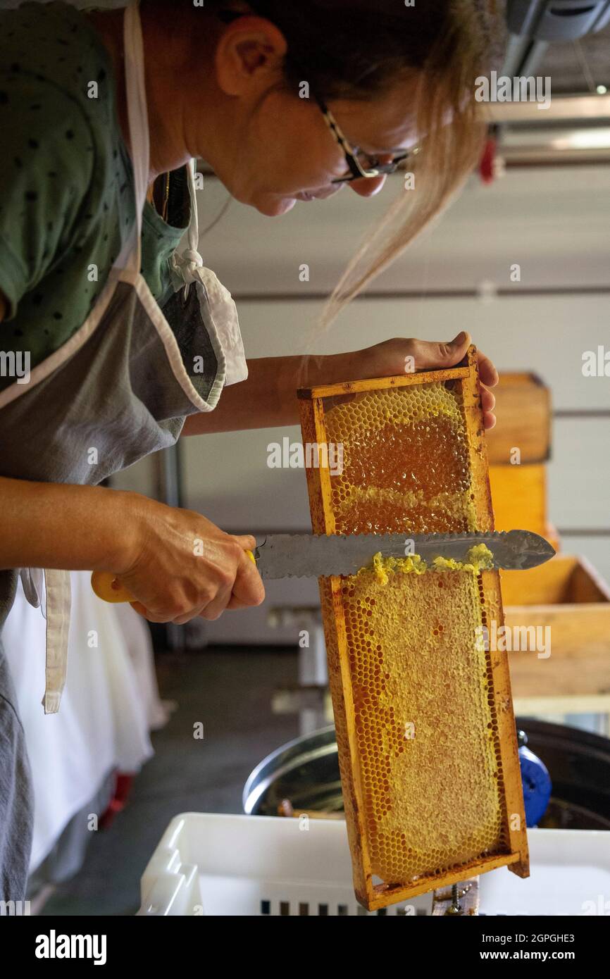 France, Isère, Belledonne massif, Prabert, Dorothée Querin (les Jardins de Prabert) takes care of her black bees, harvesting honey, extracting, uncapping Stock Photo