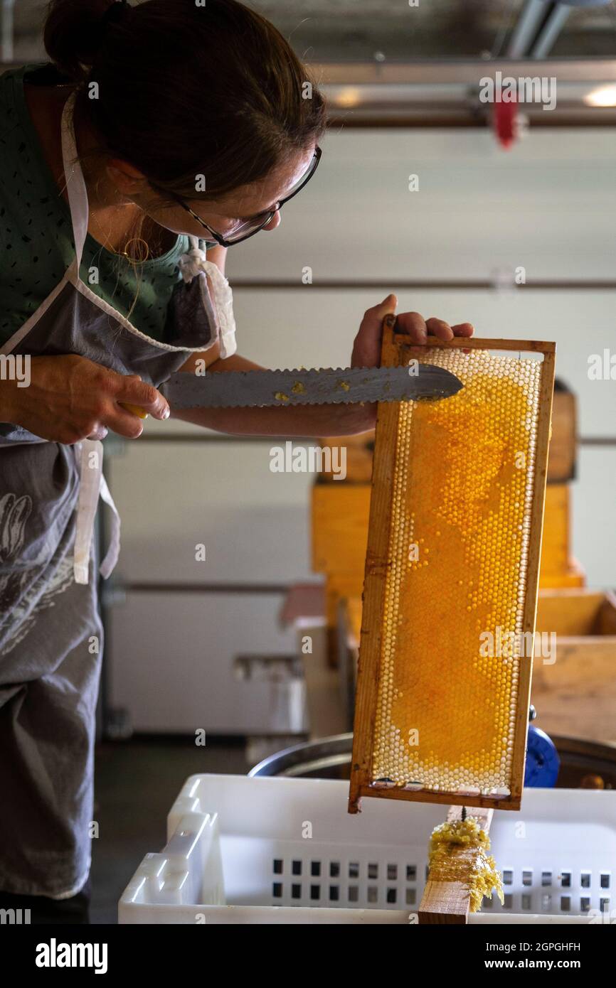 France, Isère, Belledonne massif, Prabert, Dorothée Querin (les Jardins de Prabert) takes care of her black bees, harvesting honey, extracting, uncapping Stock Photo