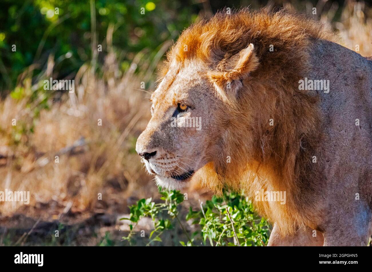 Africa, Kenya, Tsavo West National Park, one male lion (Panthera leo) Stock Photo