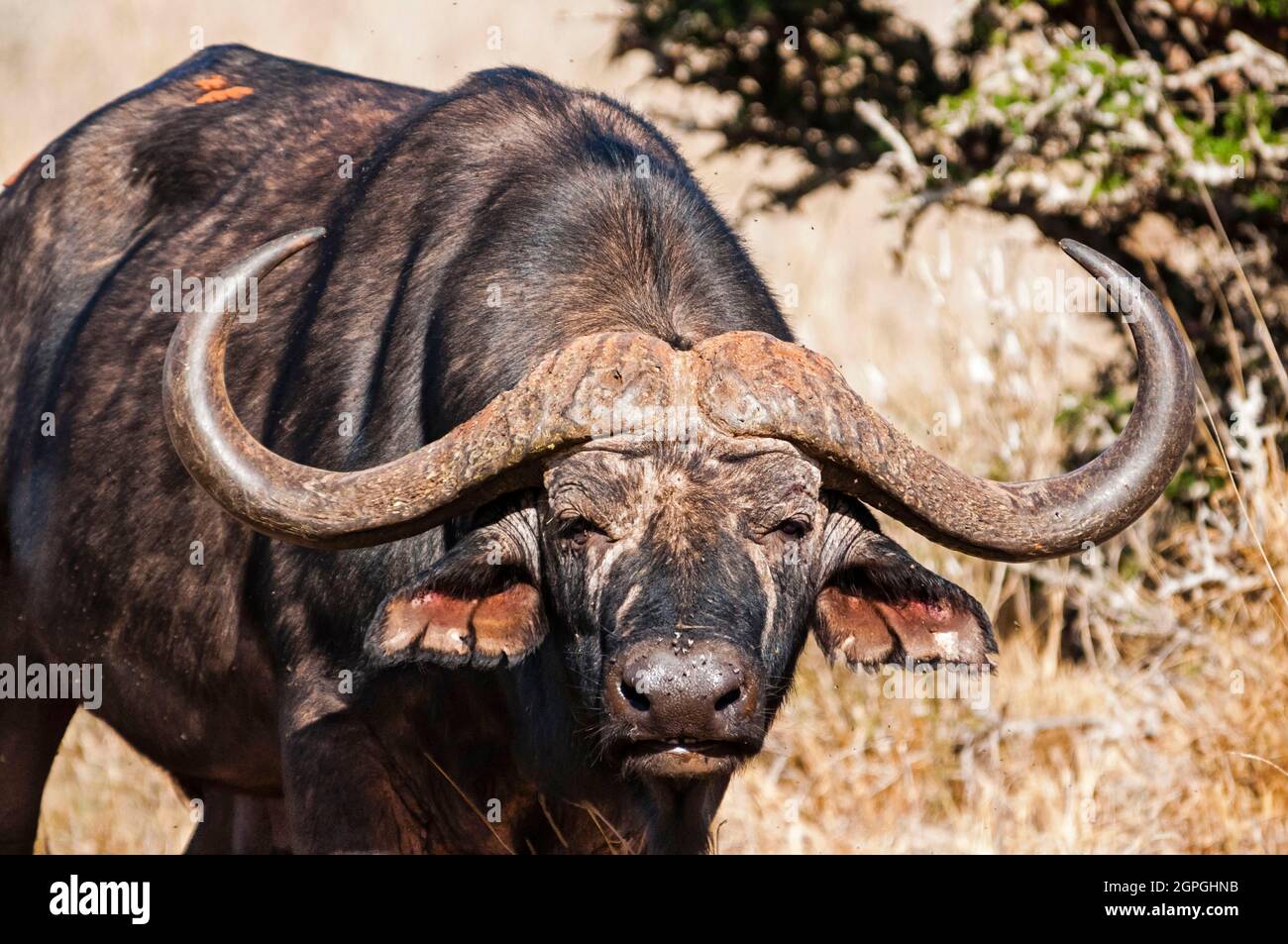 Kenya, Taita Hills Wildlife Sanctuary, African Buffalo (syncerus caffer) Stock Photo