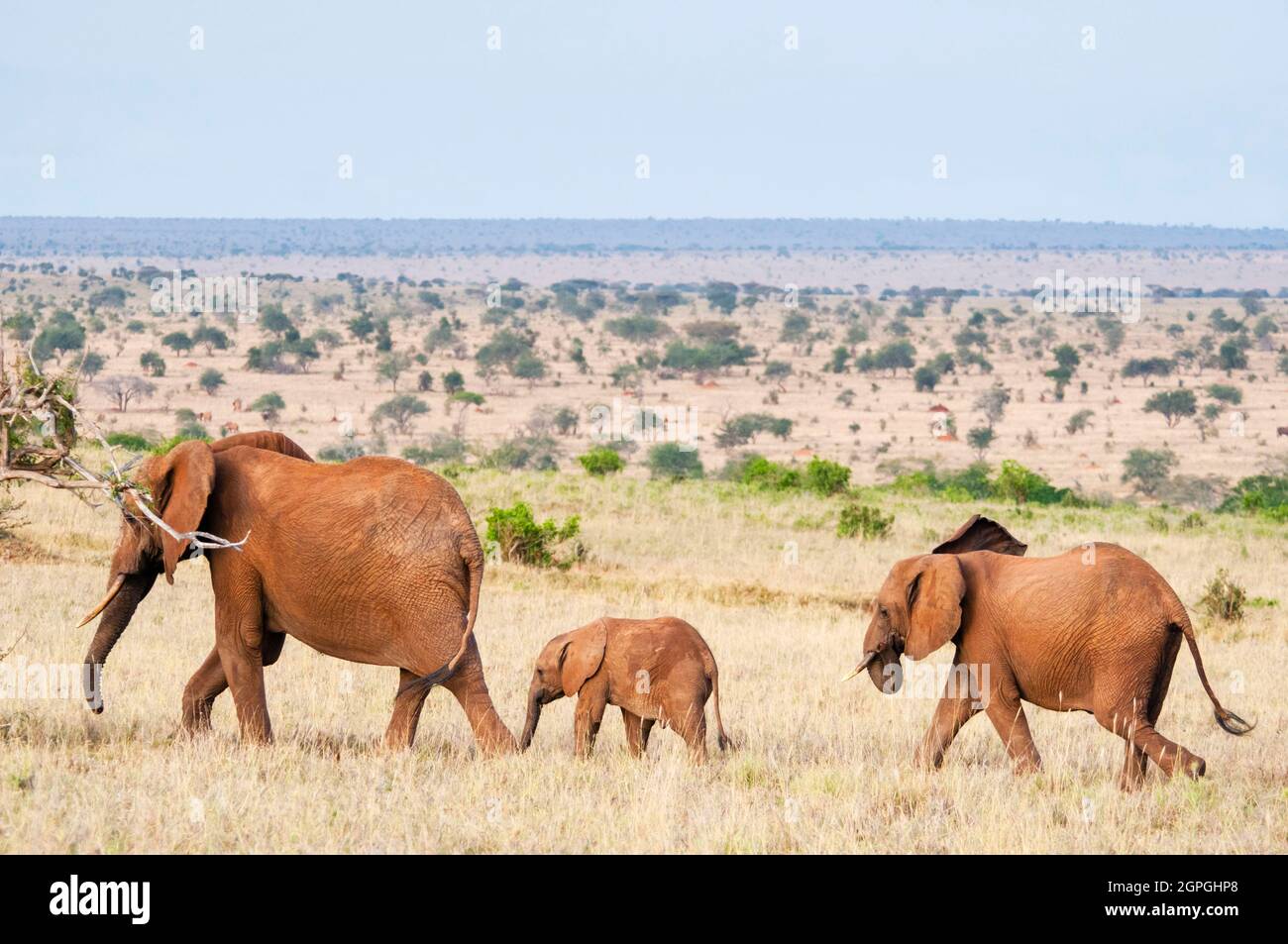 Kenya, Taita Hills Wildlife Sanctuary, Herd of Elephants (Loxodonta africana) Stock Photo