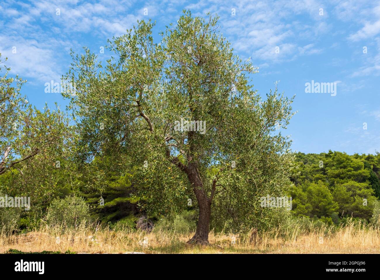 Croatia, Dalmatia, Elaphite Islands, Sipan Island, olive tree Stock Photo