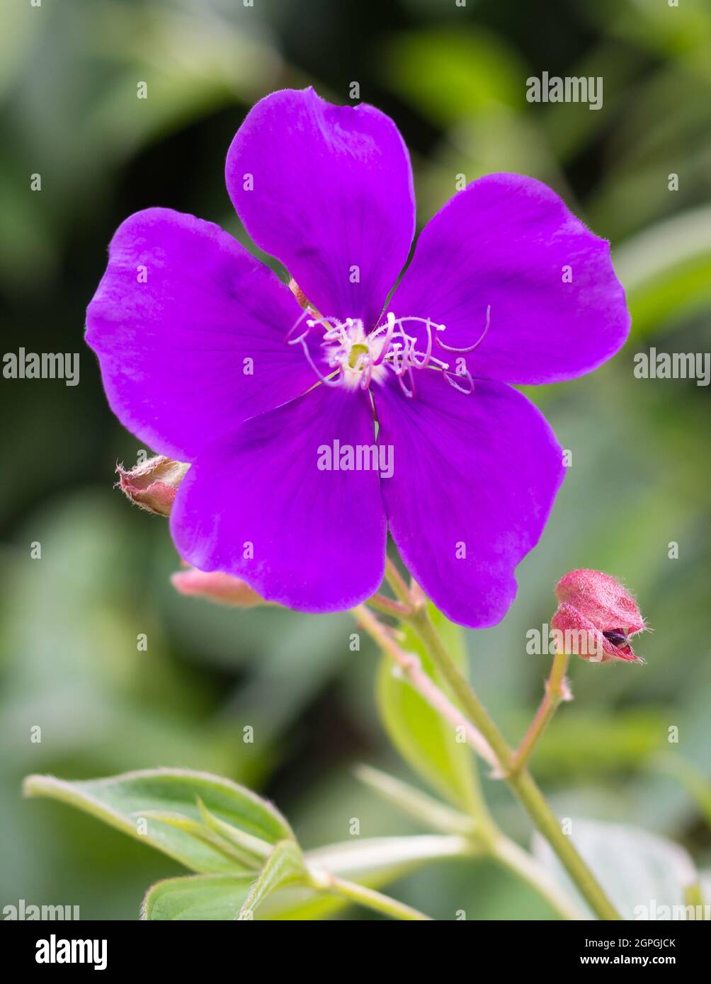 attractive purple tibouchina or lasiandra or glory bush flower with green leaves on a natural background Stock Photo