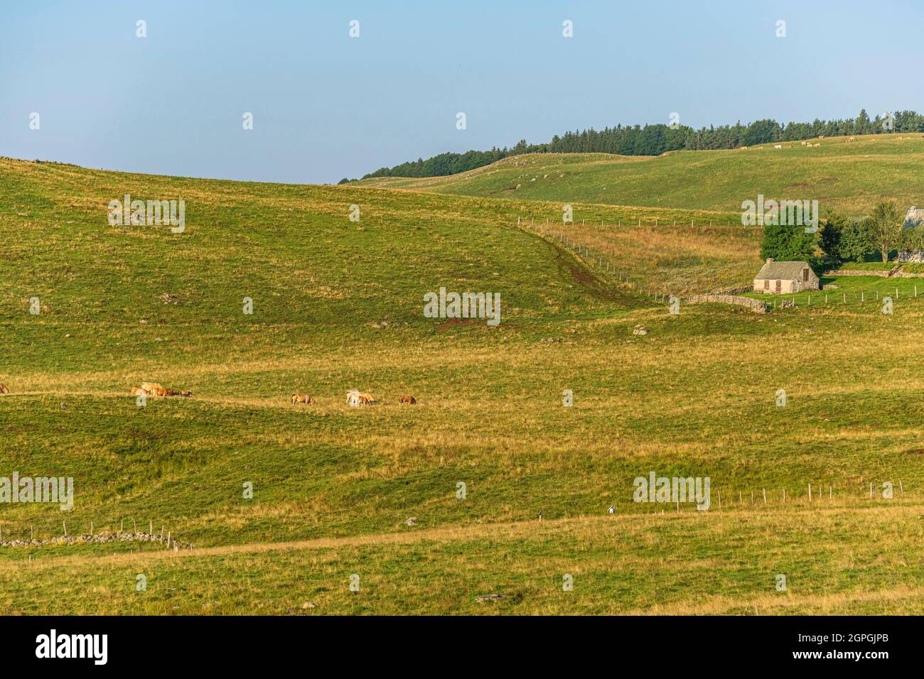 France, Cantal, Parc naturel régional de l'Aubrac (Aubrac Regional Nature Park), Aubrac plateau France, Cantal, Parc naturel régional de l'Aubrac (Aubrac Regional Nature Park), Aubrac plateau