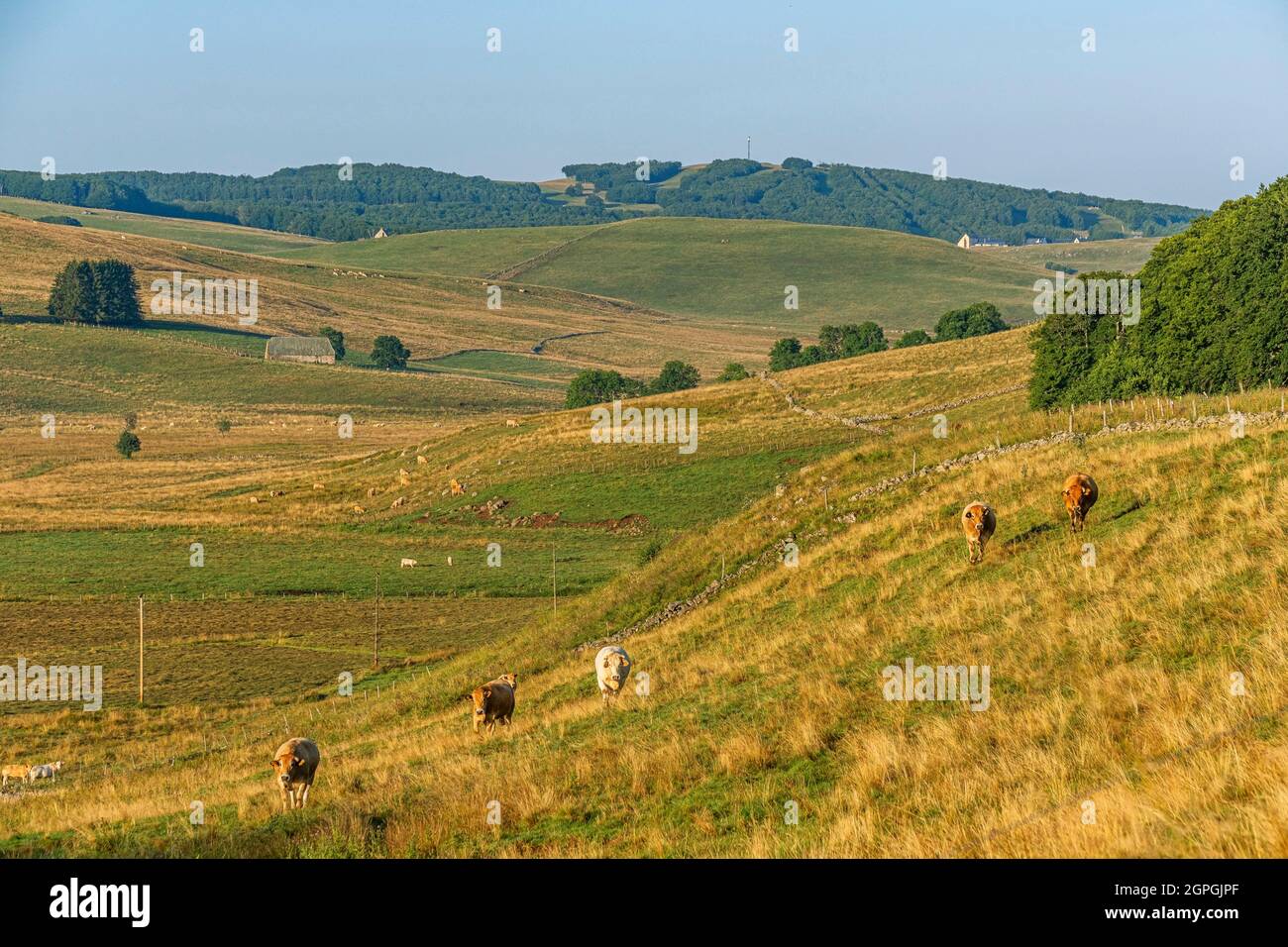 France, Cantal, Parc naturel régional de l'Aubrac (Aubrac Regional Nature Park), Aubrac plateau France, Cantal, Parc naturel régional de l'Aubrac (Aubrac Regional Nature Park), Aubrac plateau