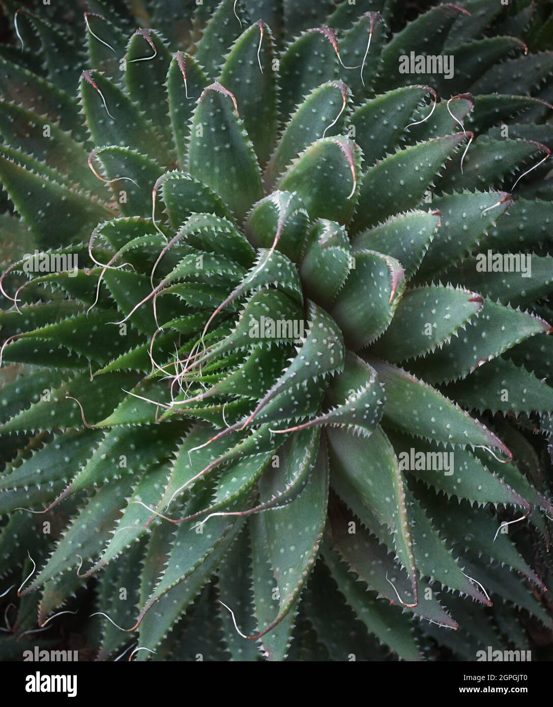 small and slowgrowing haworthia succulent plant, container plant