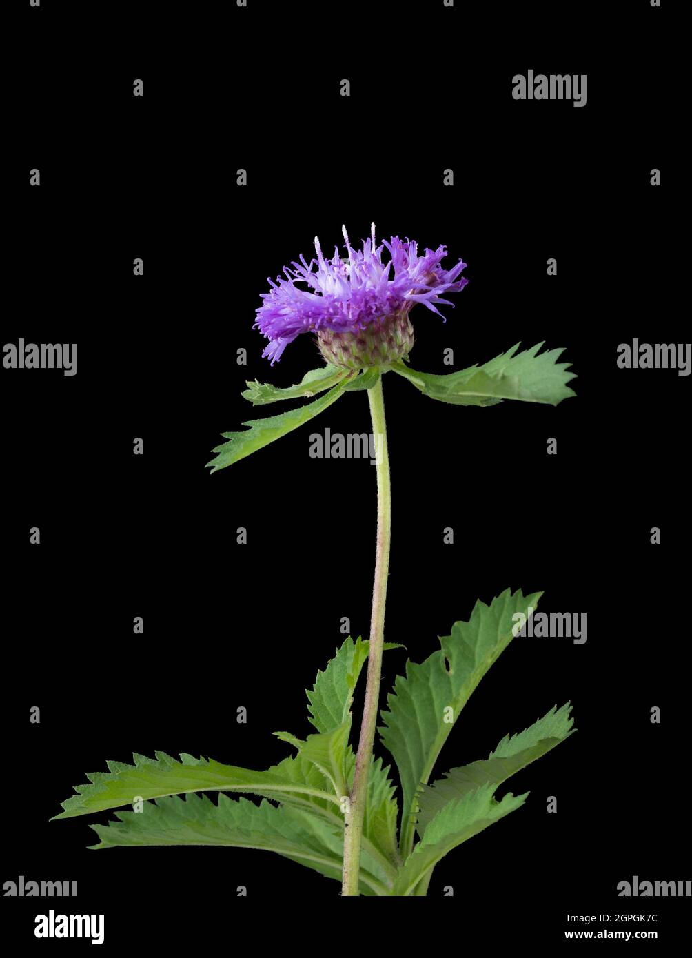 common knapweed or black knapweed, pink and purple flower with leaves ...