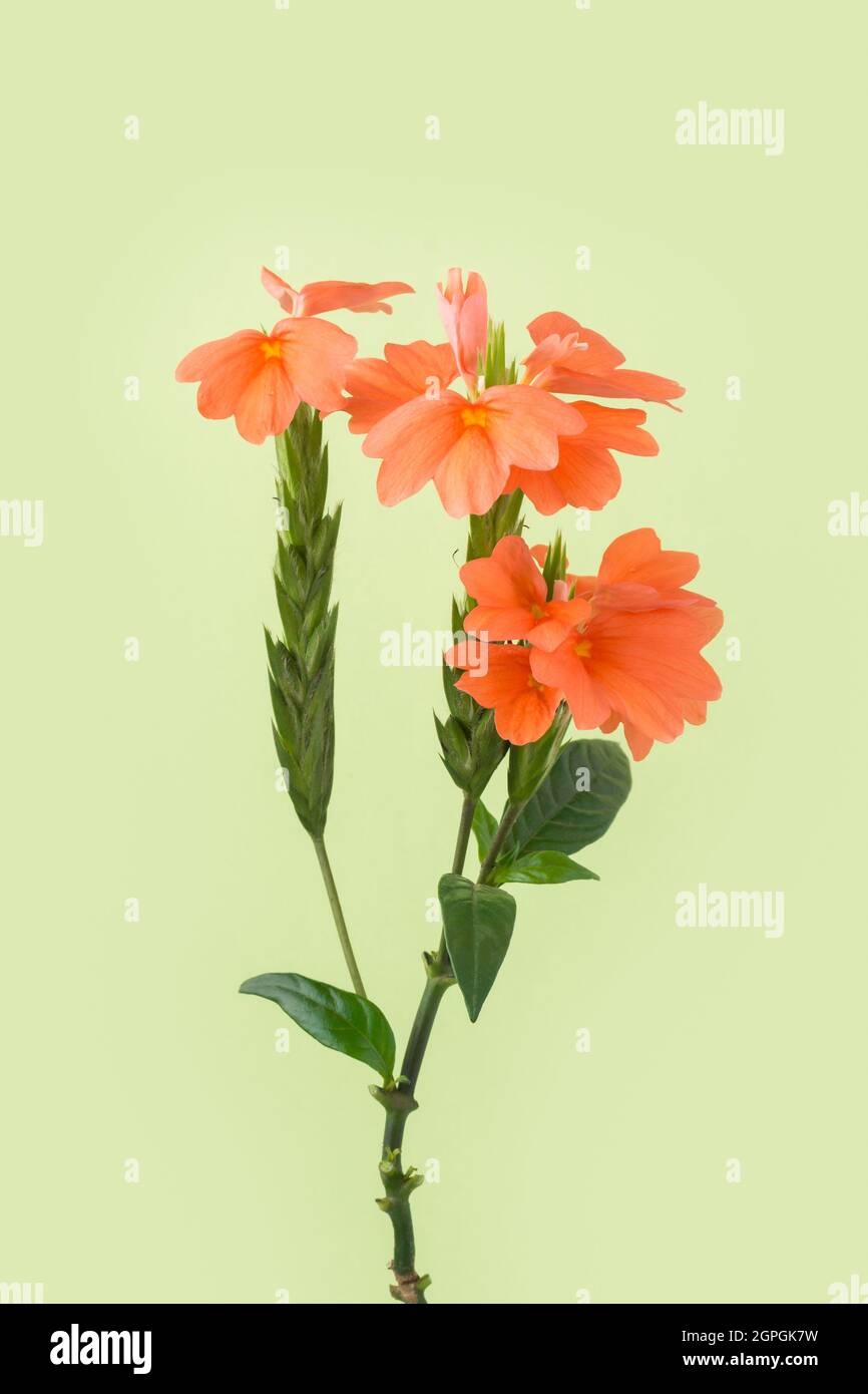 orange crossandra flower, also known as firecracker flower, native to india and sri lanka decorative flower isolated on a light green background Stock Photo