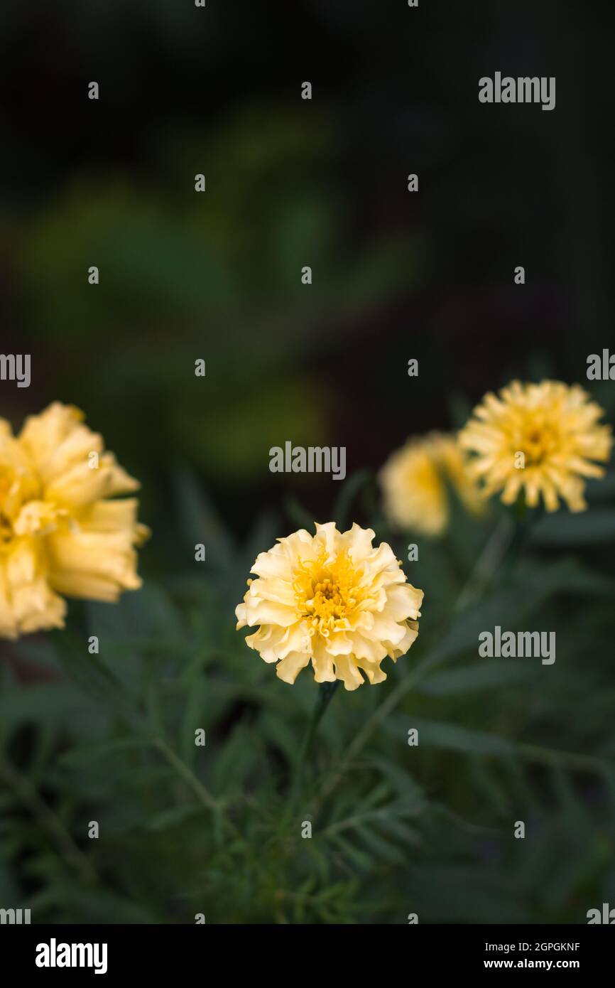 marigolds, bright yellow color flowers on a natural background, taken in shallow depth of field Stock Photo