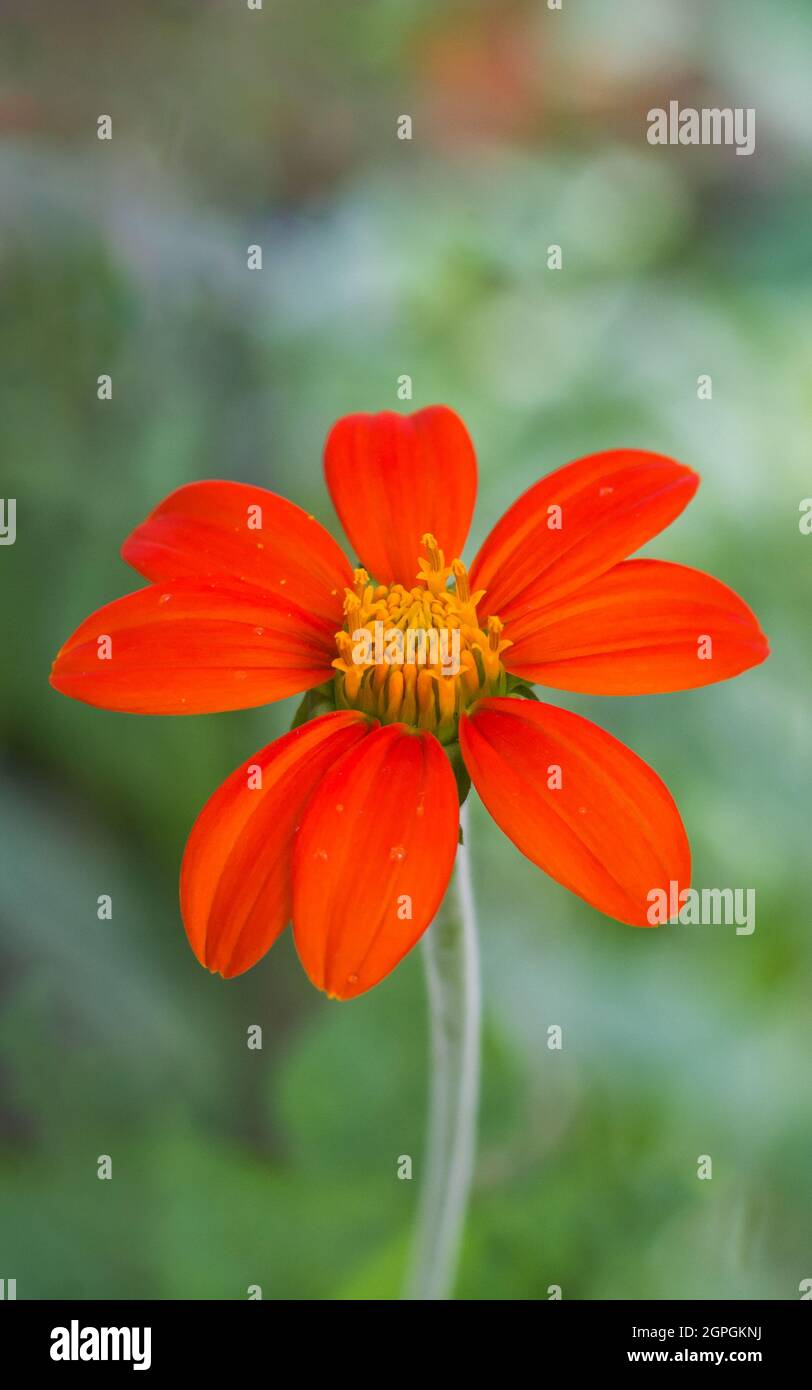 bright orange mexican sunflower or tree marigold or mexican tournesol or japanese sunflower, on a natural background, closeup Stock Photo