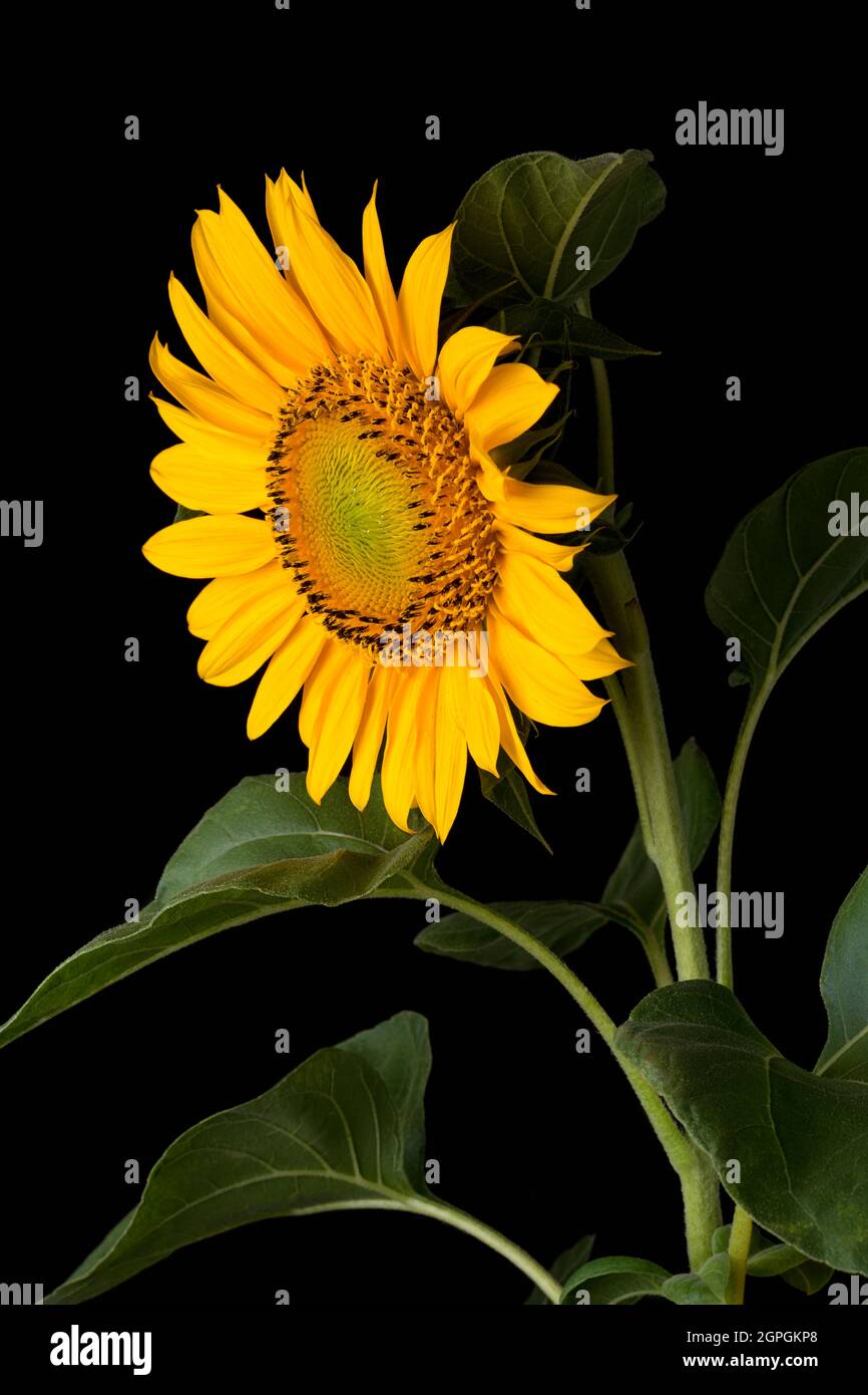 sunflower, beautiful bright yellow flower with leaves isolated on black