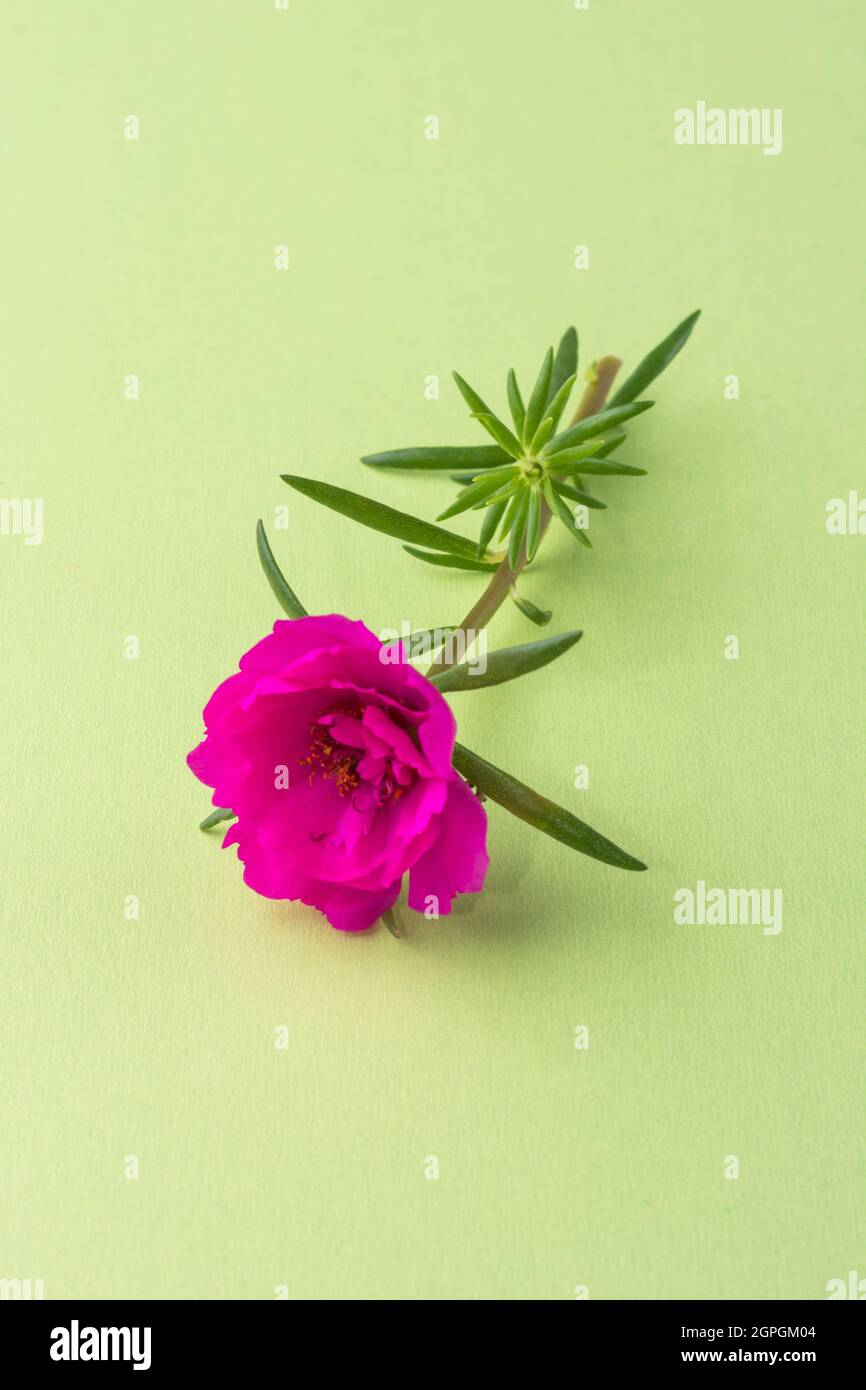 moss rose or mexican rose, purple flower with green leaves on a light green background surface Stock Photo