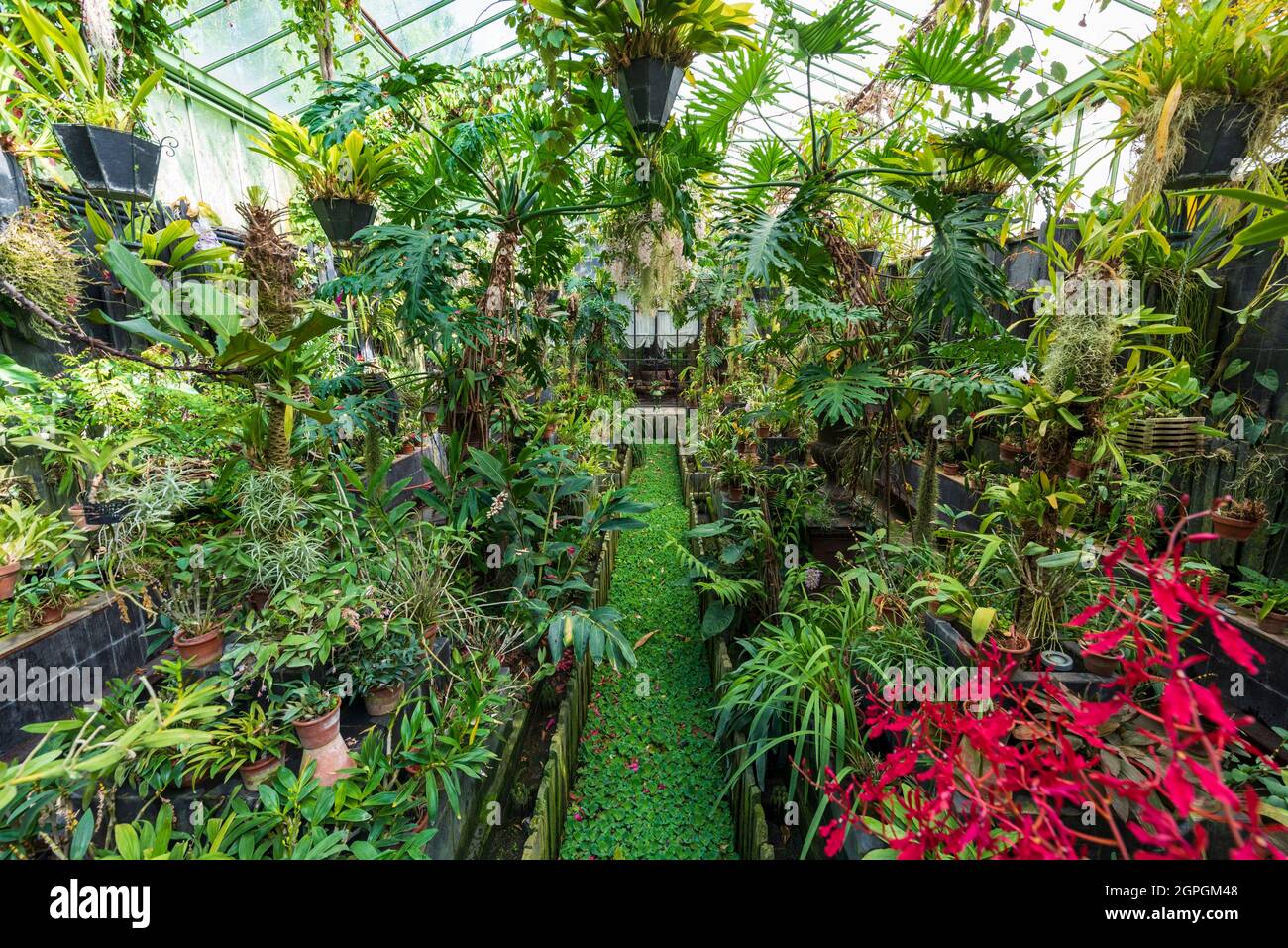 France, Eure, Sainte Opportune du Bosc, Castle and Battlefield Garden by interior designer Jacques Garcia, greenhouses with a collection of orchids Stock Photo