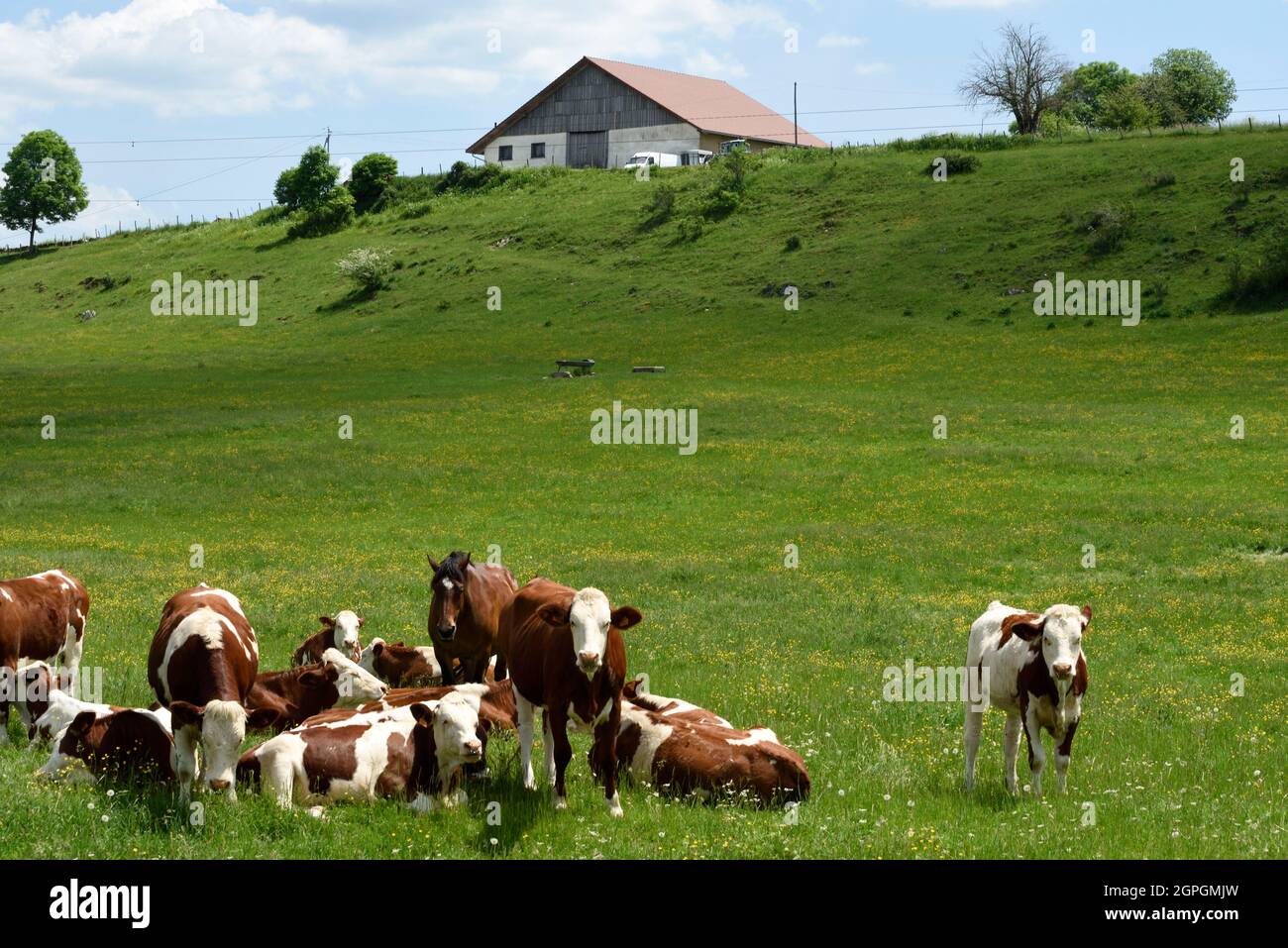 Europe cow old romanian traditonal hi-res stock photography and images -  Alamy