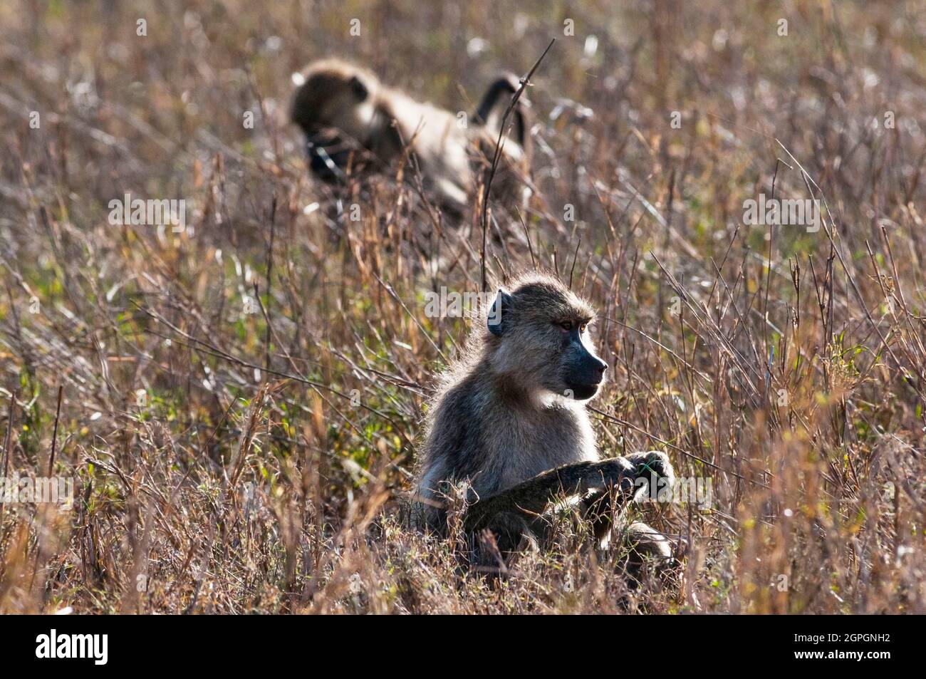 Kenya, Tsavo East National Park, Olive baboon (Papio anubis) Stock Photo