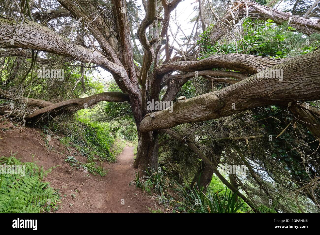 France, Ille et Vilaine, amazing tree along the GR 34 hiking trail or customs footpath near the beach of la Touesse Stock Photo