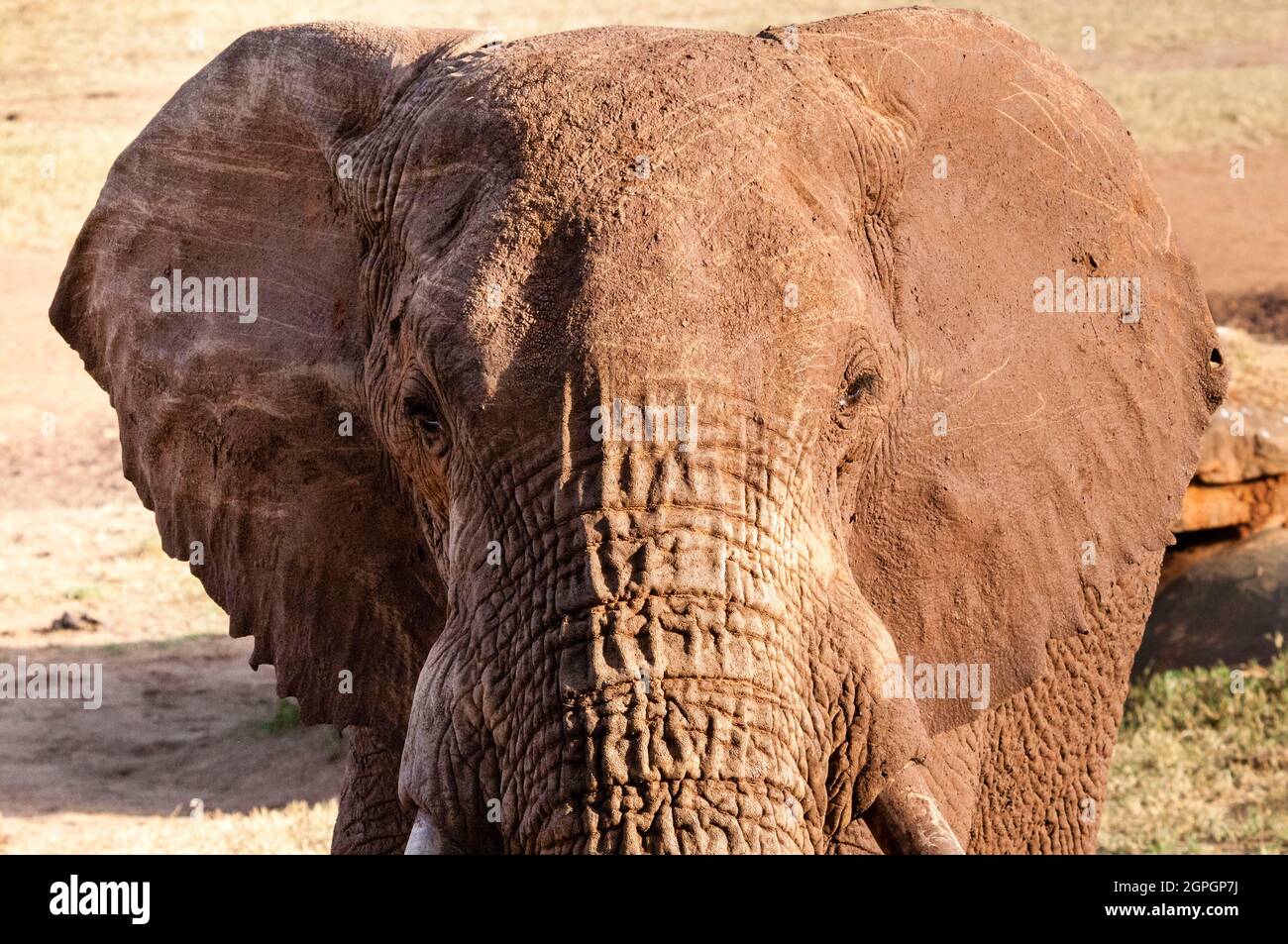 Kenya, Taita Hills Wildlife Sanctuary, Elephant (Loxodonta africana) Stock Photo