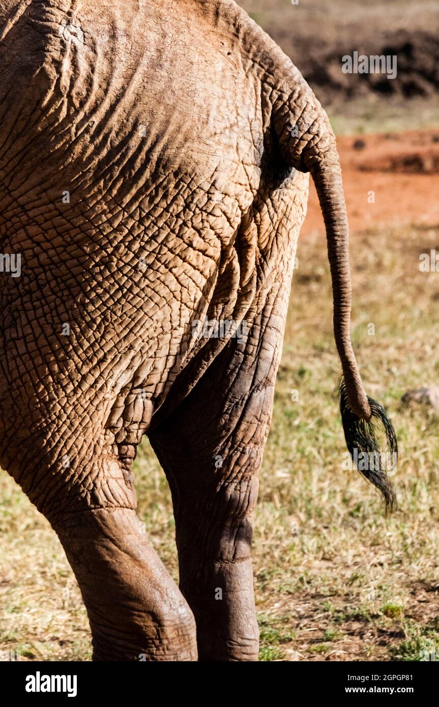 Kenya, Taita Hills Wildlife Sanctuary, Rear and tail of Elephant (Loxodonta africana) Stock Photo