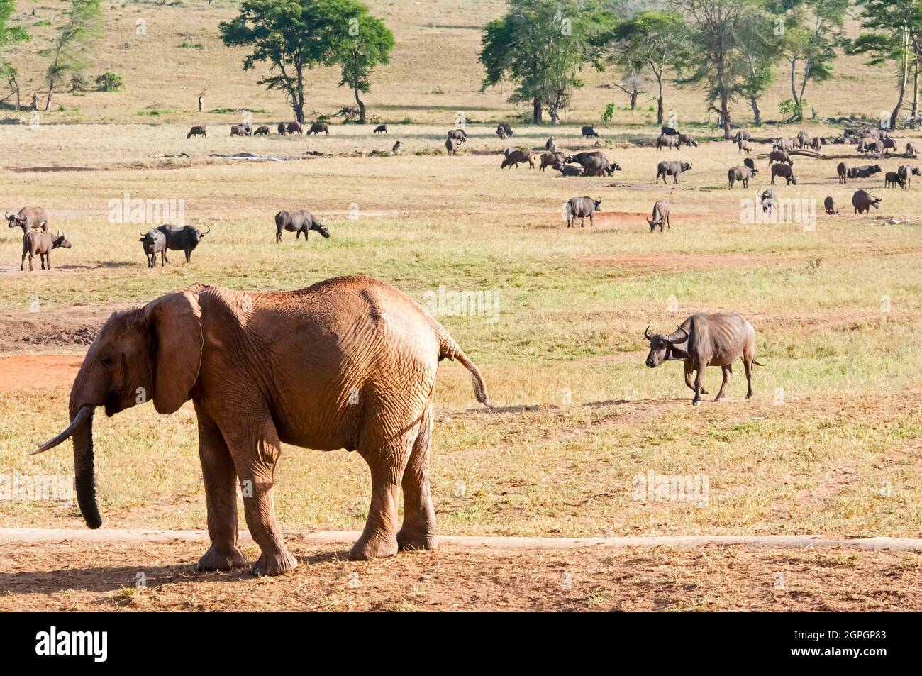 Kenya, Taita Hills Wildlife Sanctuary, Elephant (Loxodonta africana), herd of buffaloes (Syncerus caffer) Stock Photo