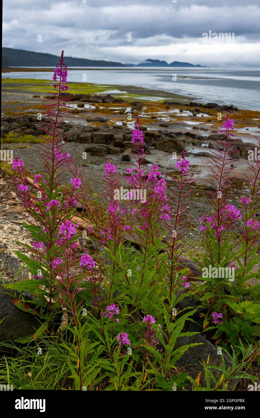 Port Hardy Bay, Port Hardy, Vancouver Island Stock Photo Alamy