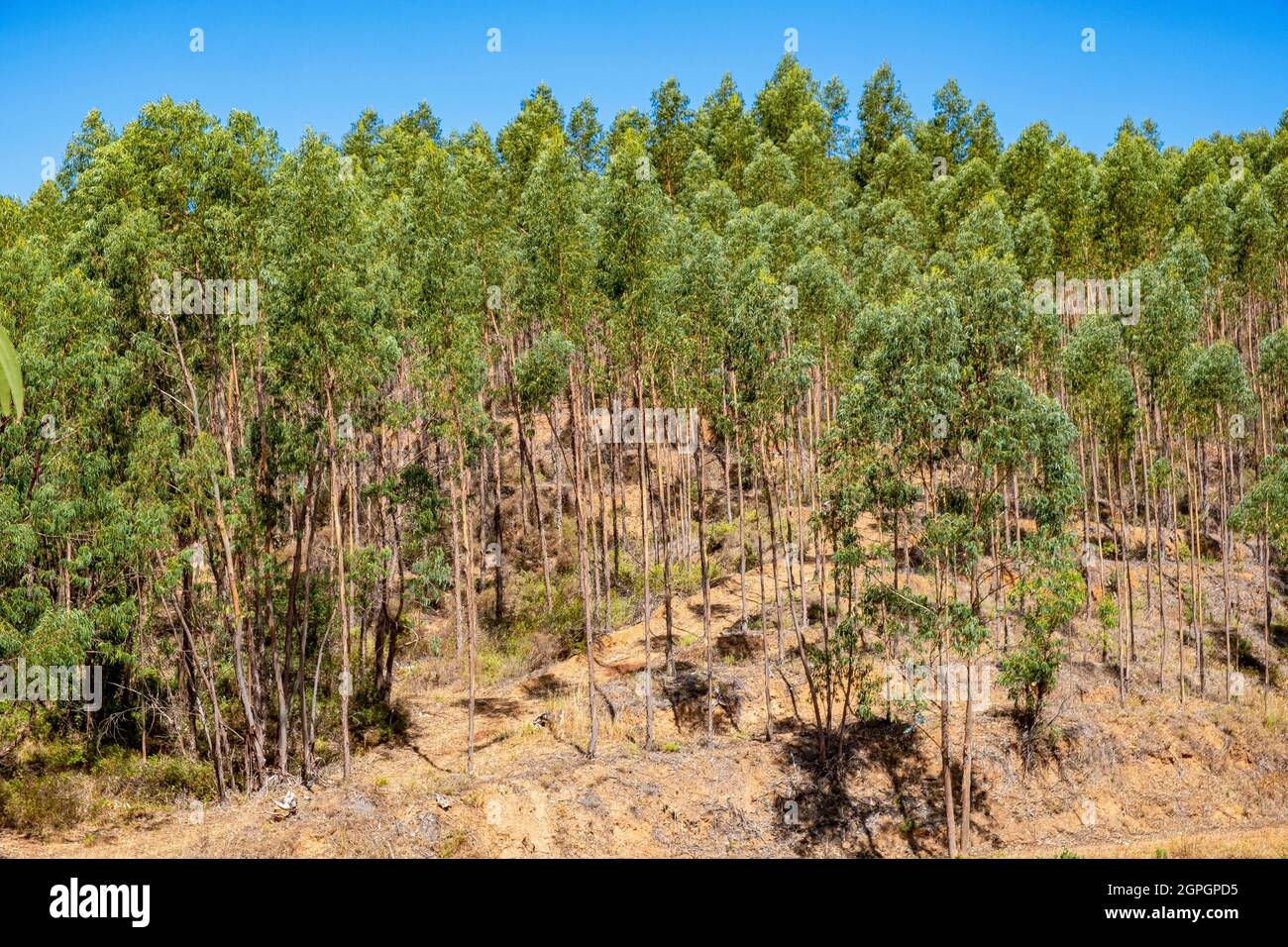 Portugal, Algarve, sierra de Monchique, eucalyptus forest Stock Photo