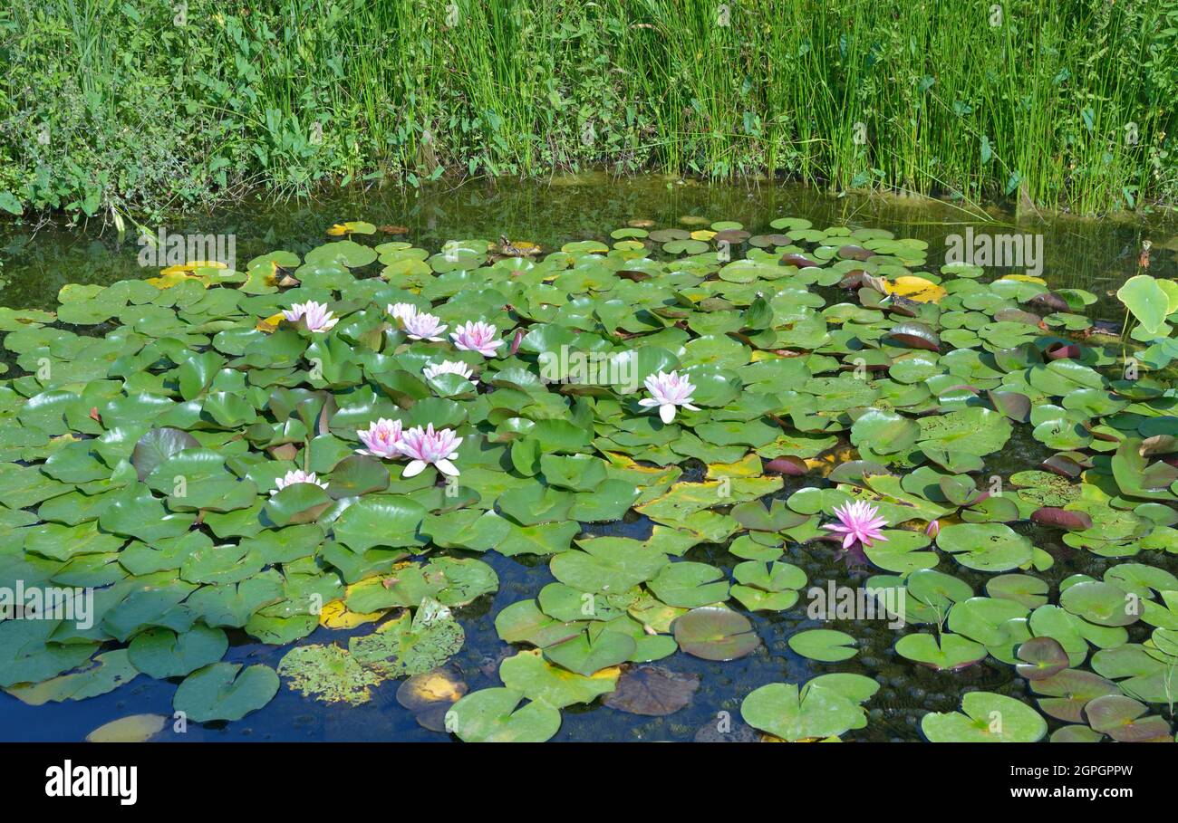France, Aquitaine, Dordogne, Black Périgord, Water lily Stock Photo