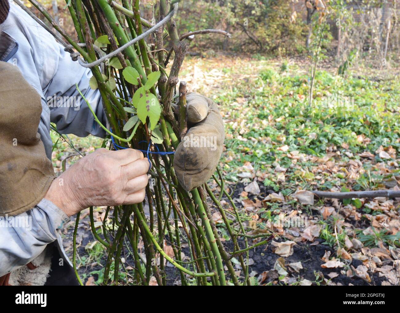 Gardener mound and tie climbing roses for shelter roses for winter ...