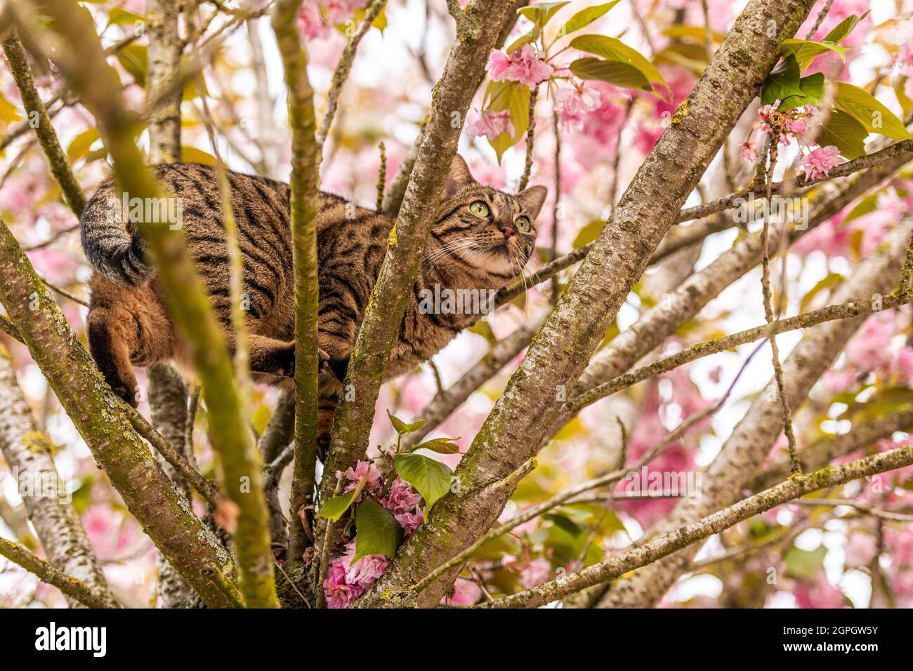 France, Somme, Marcheville, The cat Minette climbed in a prunus to try to catch the birds Stock Photo