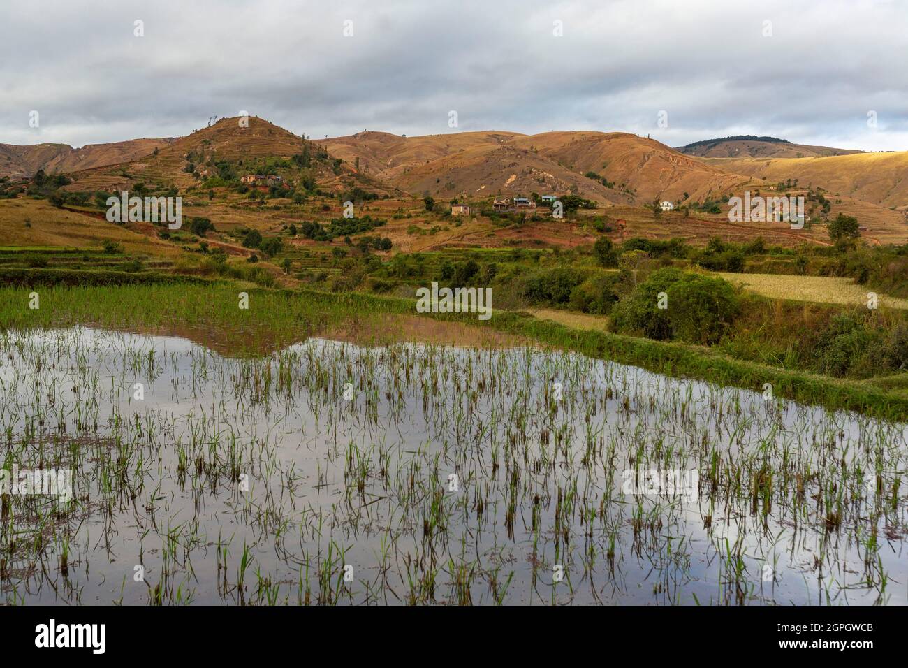 Madagascar, Central Highlands, former province of Antananarivo, Vakinankaratra region, between Betafo and Antsirabe, rice fields in the country of the Betsileo ethnic group Stock Photo