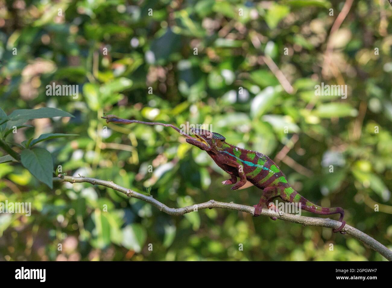 Madagascar, East, a panther chameleon (Furcifer pardalis) Stock Photo