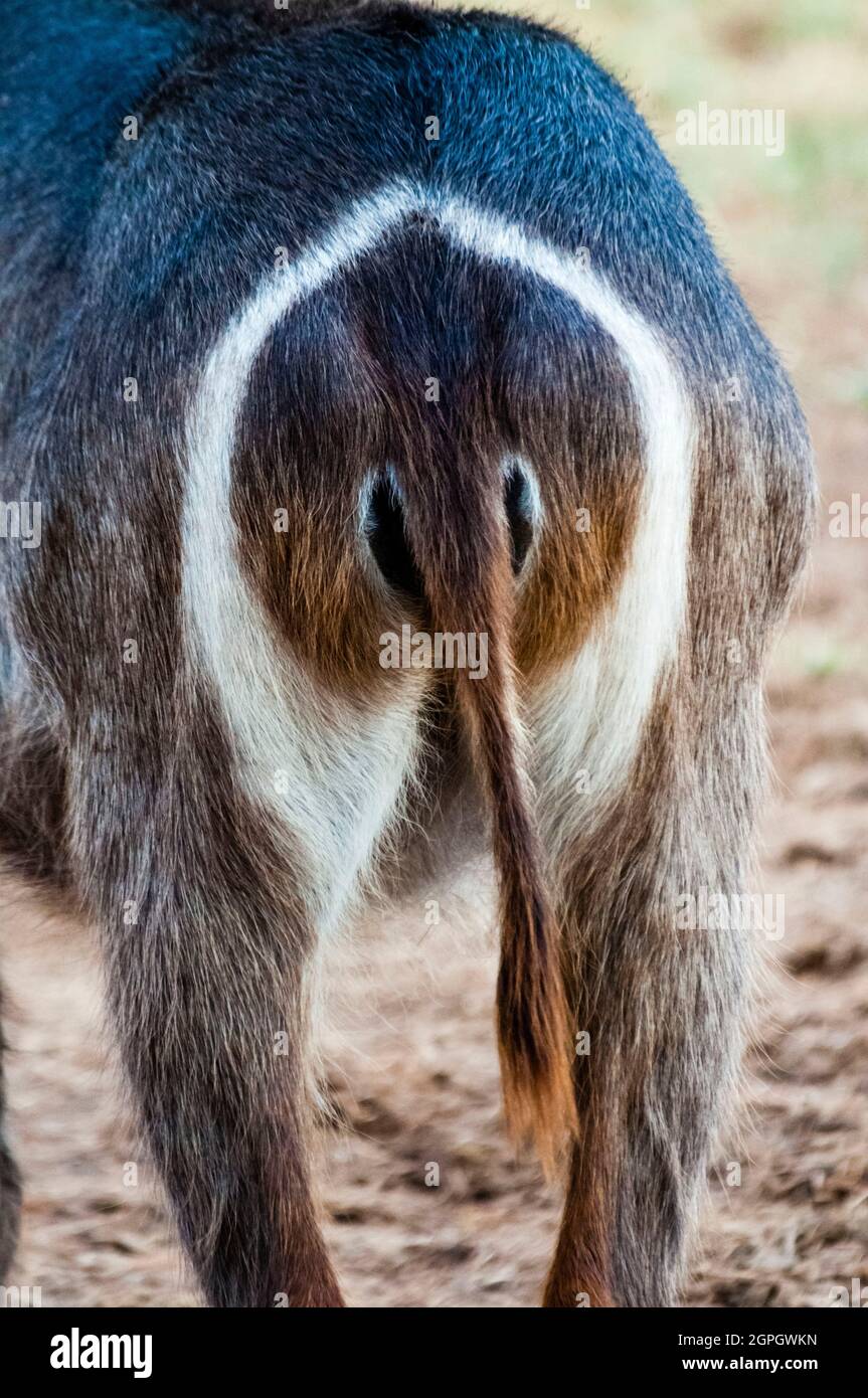 Kenya, Taita Hills Wildlife Sanctuary, Waterbuck (Kobus ellipsiprymnus), rear with tail and white elliptical ring on the rump Stock Photo