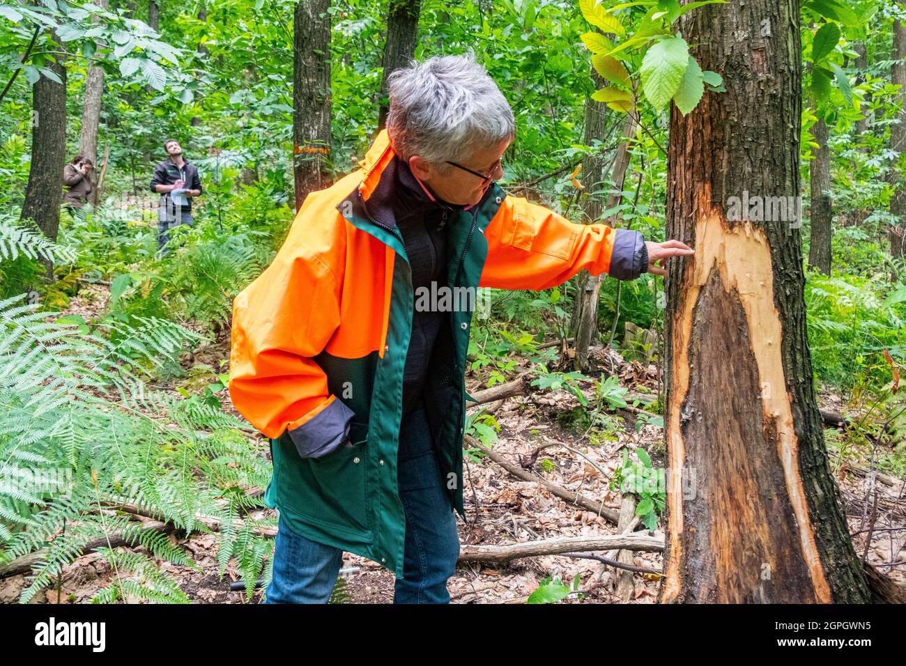 France, Val d'Oise, Montmorency forest, Ink disease (Phytophthora pathogen), Cecile Robin analyzes necrosis (dark spot) on the chestnut tree Stock Photo