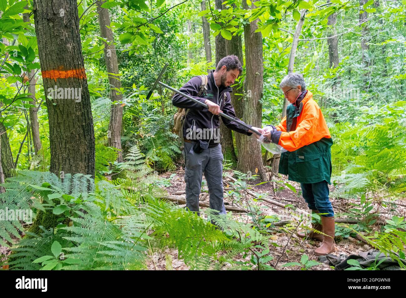 France, Val d'Oise, Montmorency forest, Ink disease (Phytophthora pathogen), the chestnut tree marked with orange paint has been suffering from the pathology for several years, scientists analyze its evolution with 4 regular samples of soil to 1m away from the tree, Cecile Robin and Jerôme Gaudry Stock Photo