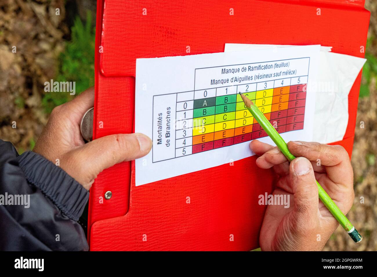 France, Val d'Oise, Montmorency forest, Ink disease (Phytophthora pathogen), classification grid for the evolution of the pathology, notations make it possible to list the trees Stock Photo