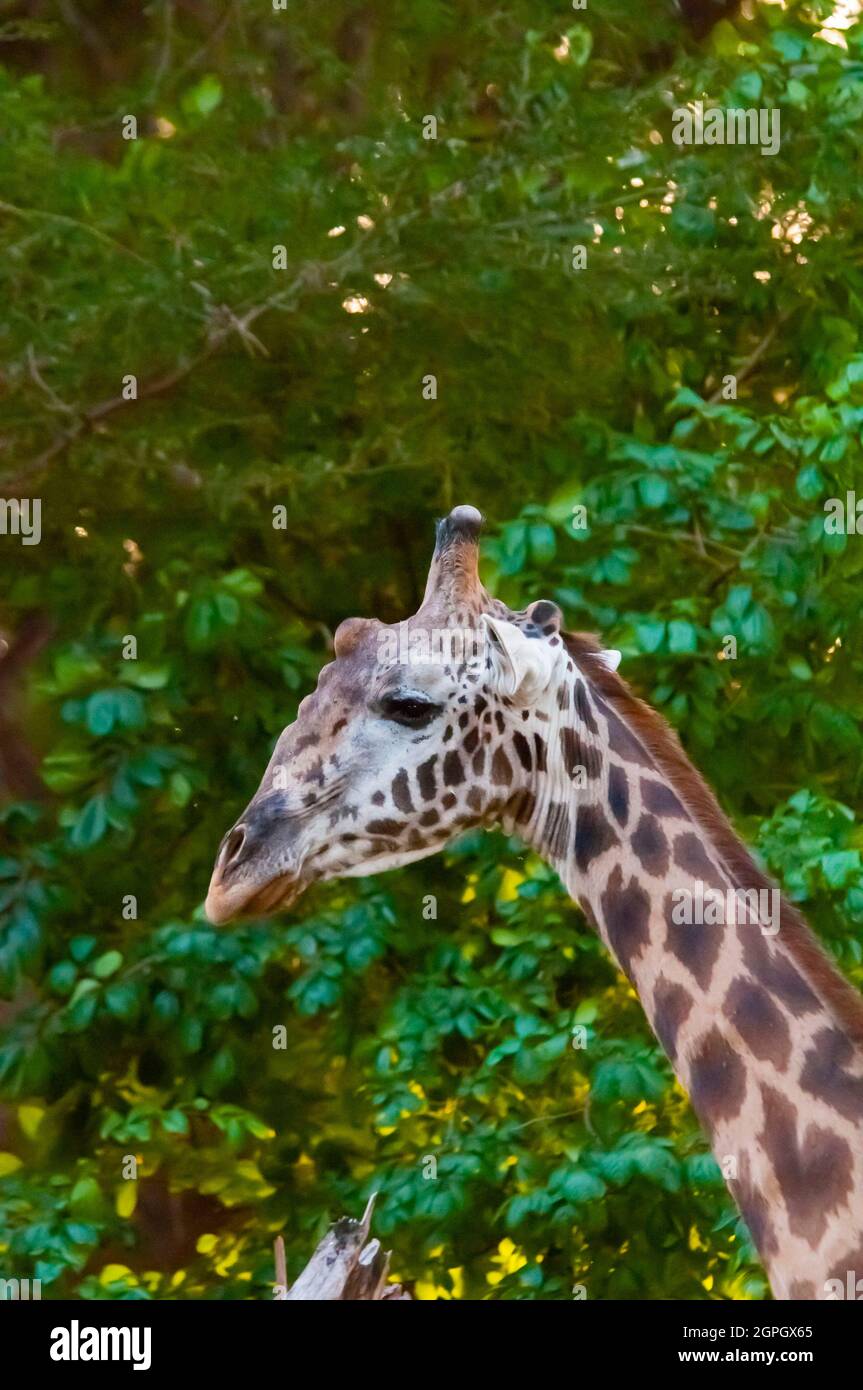 Kenya, Tsavo East National Park, Head of Male Maasai giraffe (Giraffa camelopardalis tippelskirchii) Stock Photo