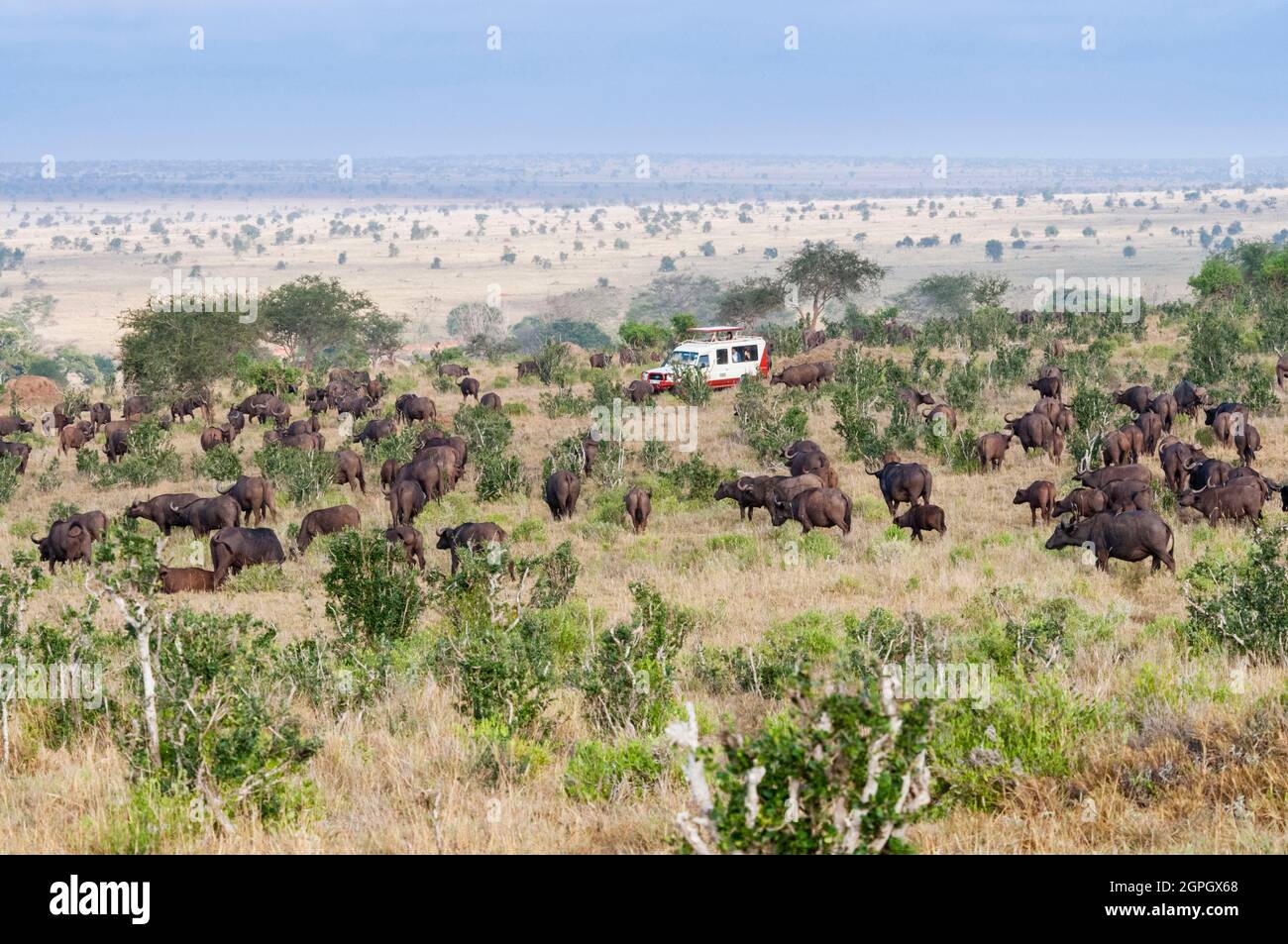 Kenya, Taita Hills Wildlife Sanctuary, Herd of African Buffalo (syncerus caffer) Stock Photo