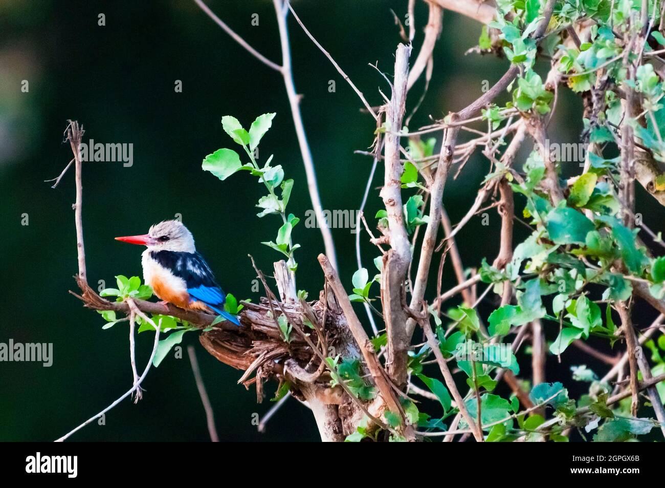 Kenya, Taita Hills Wildlife Sanctuary, Grey-headed kingfisher (Halcyon leucocephala) Stock Photo