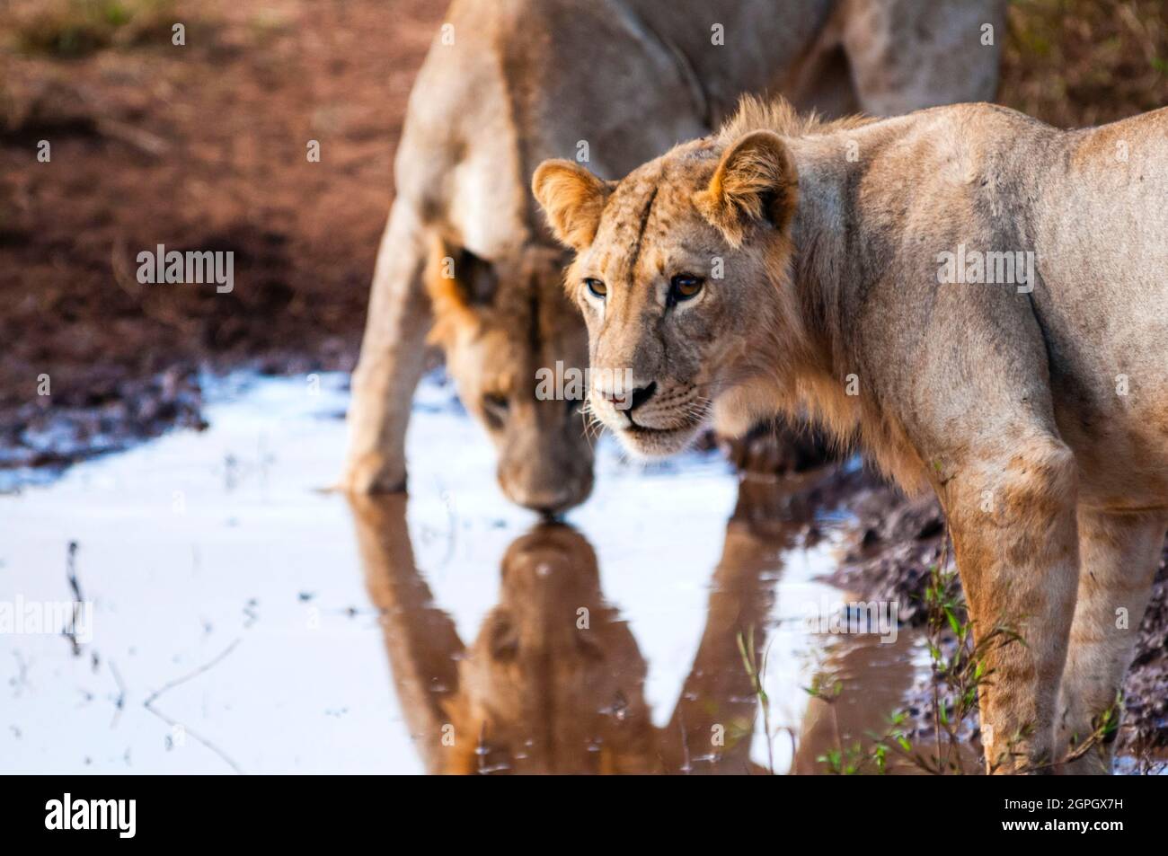 Kenya, Tsavo East National Park, two young male lions (Panthera leo) drinking in a puddle Stock Photo