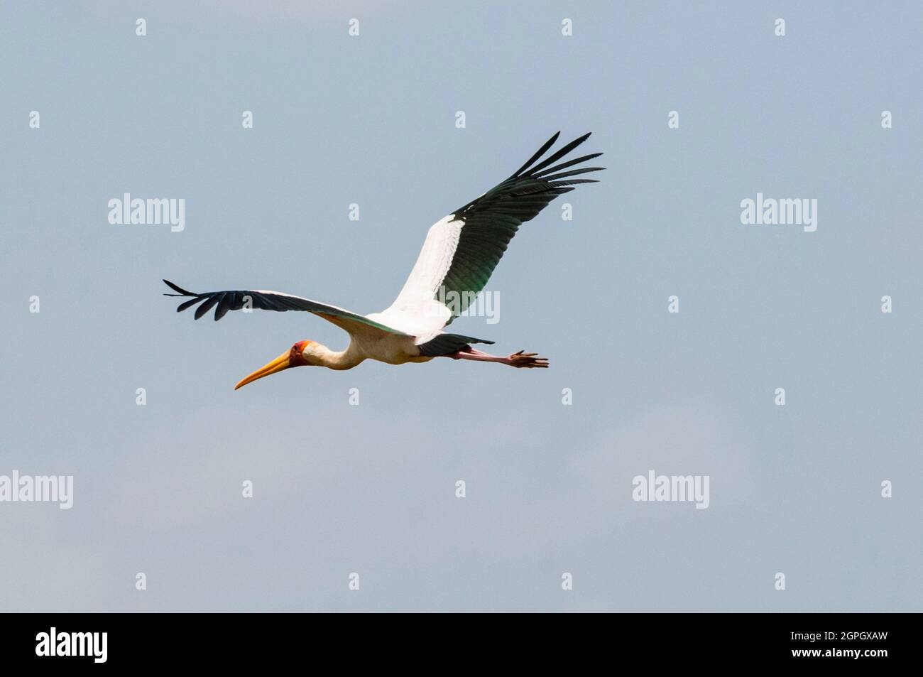 Kenya, Tsavo West National Park, Lake Jipe, Yellow-billed Stork (Mycteria ibis) Stock Photo