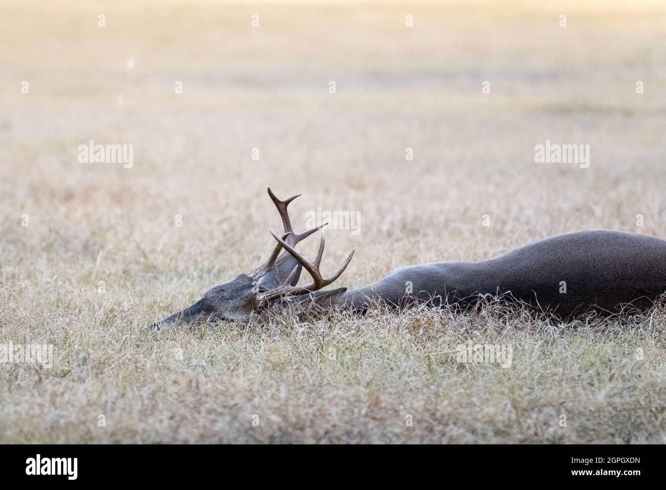 Male white-tailed buck deer Odocoileus virginianus with tall antlers laying down in suburban Texas backyard. Stock Photo