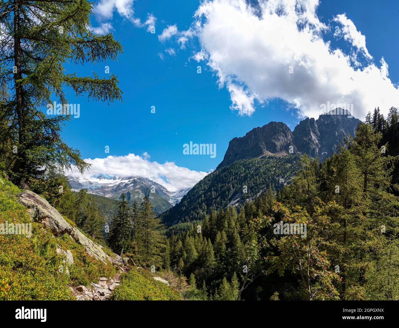 France, Haute-Savoie (74), Massif du Mont Blanc, Vallorcine, le Buet, Vallon de Tré-les-Eaux, point of view on the glaciers of Tour and Argentière with the Mont Oreb (2634m) on the right Stock Photo