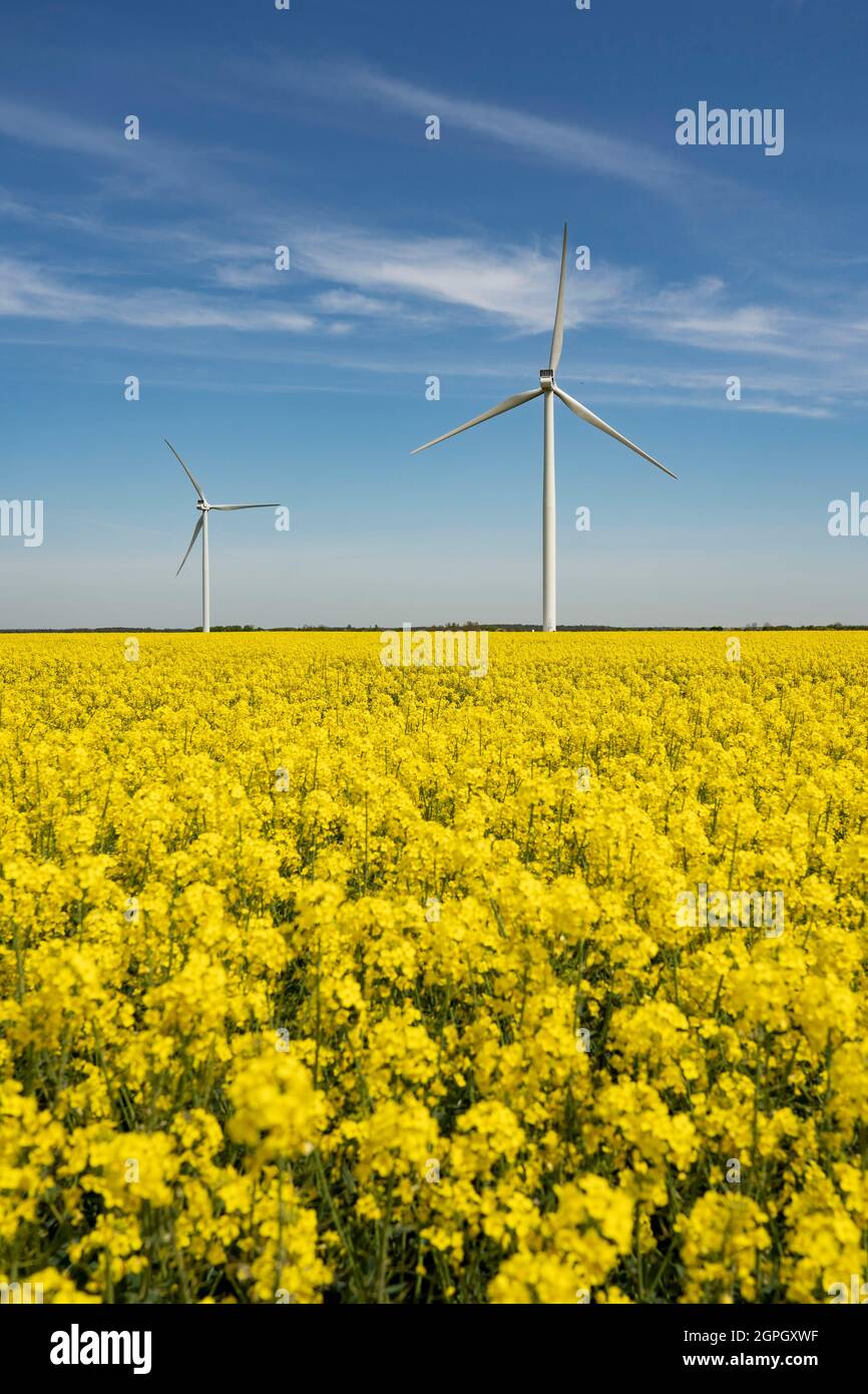 France, Eure et Loir, Allainville, wind farm, rapeseed field Stock Photo